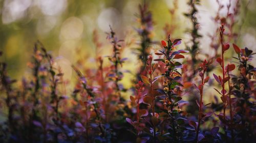 Free Explore the rich colors of autumn with this stunning close-up of vibrant foliage and blurred bokeh background. Stock Photo