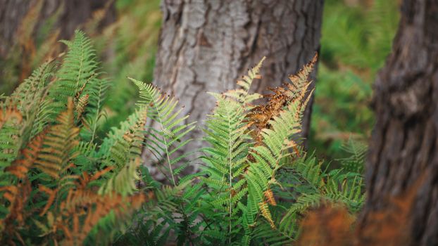 Close-up of green and orange ferns with tree trunks in a serene forest setting, perfect for nature lovers.