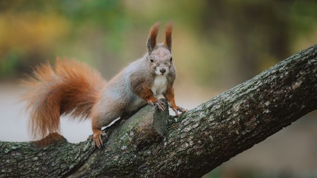 A red squirrel perched on a tree branch in the forest with a blurred background.