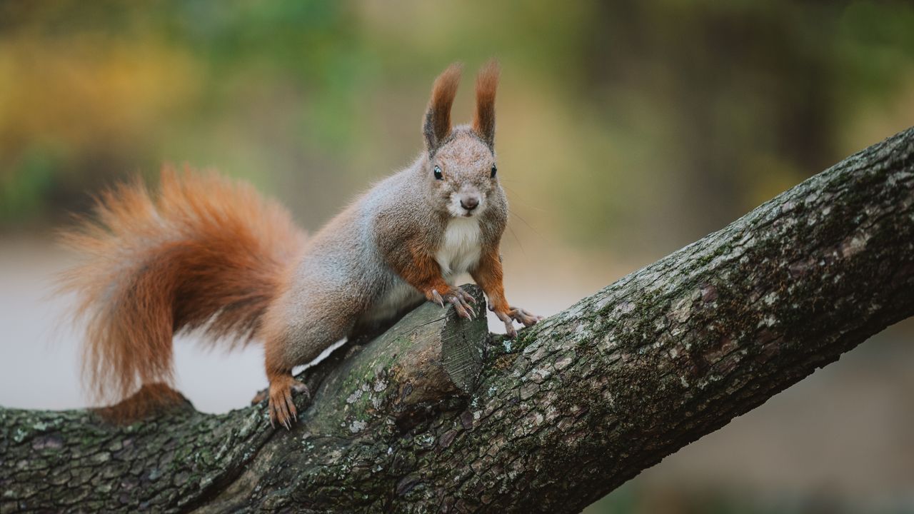 a red squirrel perched on a tree branch in the forest with a blurred b