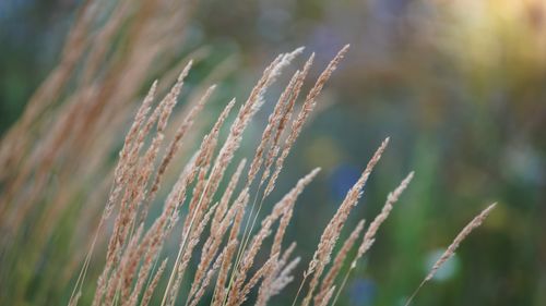Free Close-up of golden grass blades swaying softly in a sunlit field. Stock Photo