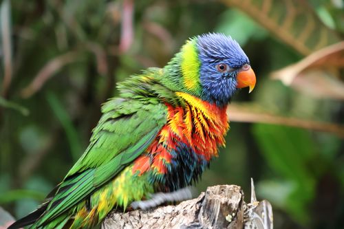 Free A colorful Rainbow Lorikeet perched in the lush greens of Canary Islands, Spain. Stock Photo
