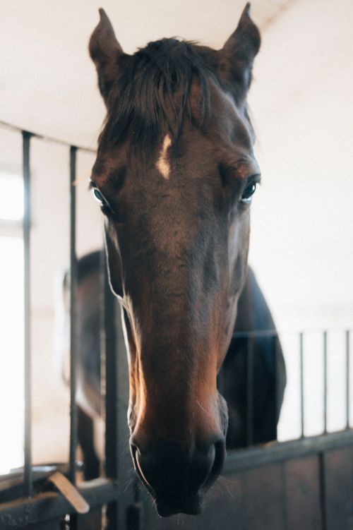 Free A detailed close-up of a brown horse's face inside a stable setting. Stock Photo
