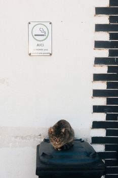 A cat resting on a trash bin beside a no smoking sign on a white wall with black bricks.