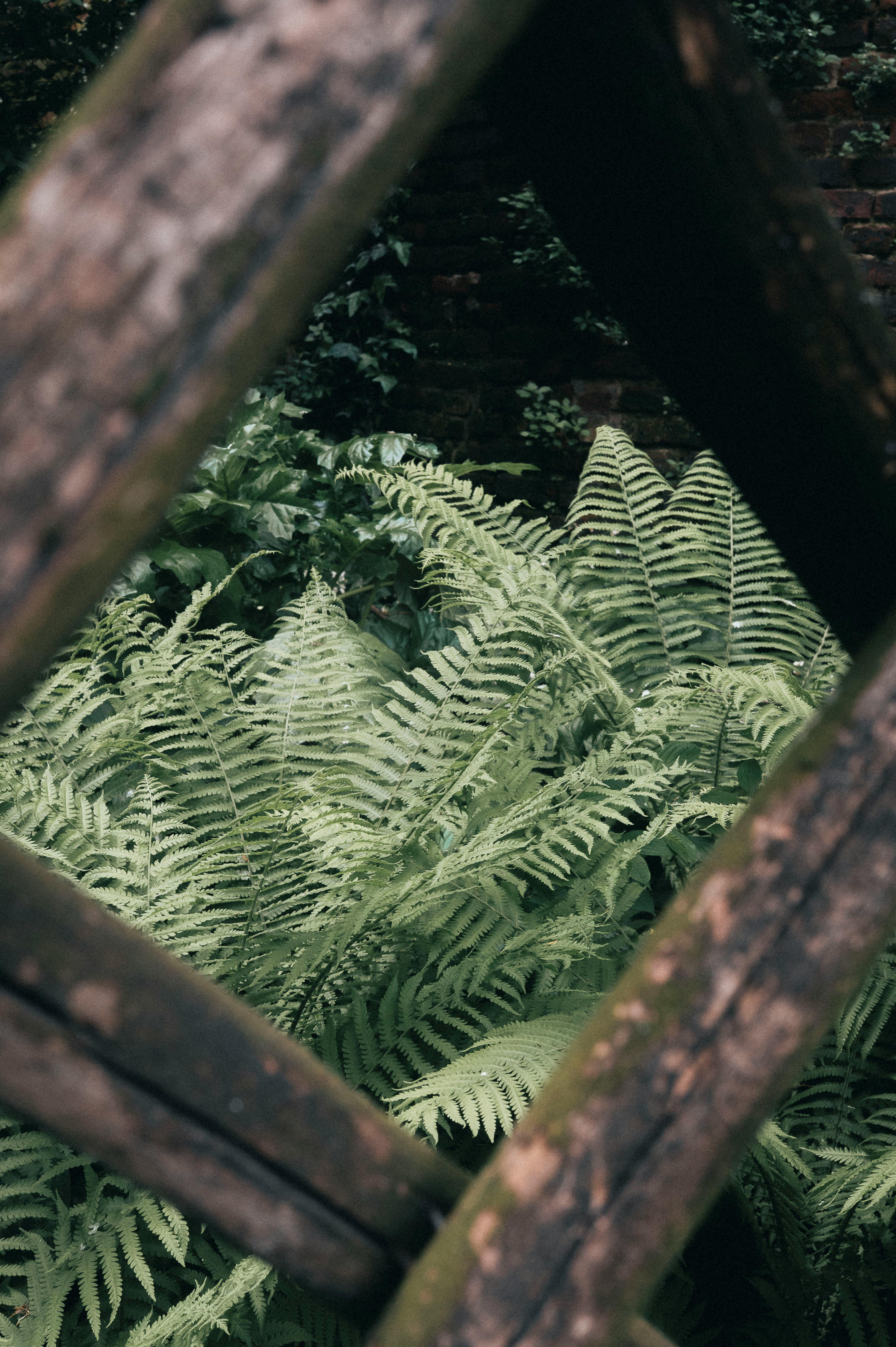Gratuit O vedere a ferigilor verzi luxuriante printr-o structură rustică din lemn, prezentând frumusețea și textura naturală. Fotografie de stoc