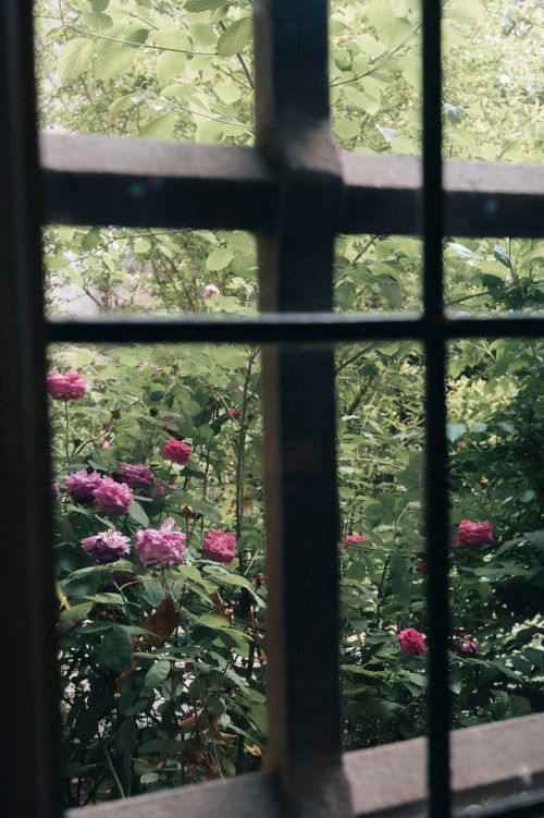 Free A peaceful garden with blooming pink roses viewed through a rustic window, evoking tranquility. Stock Photo