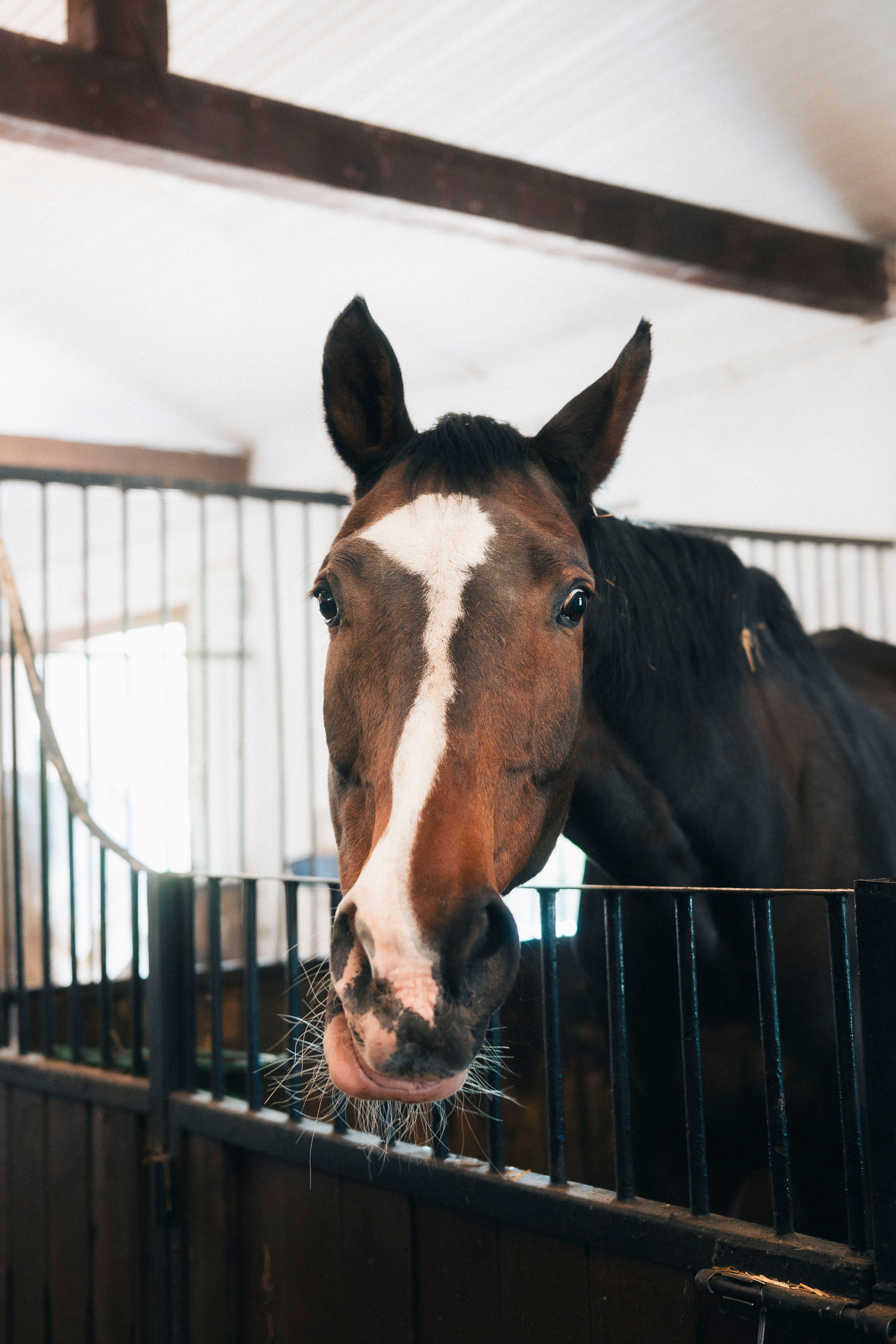 Close-up of a Horse in a Stable · Free Stock Photo
