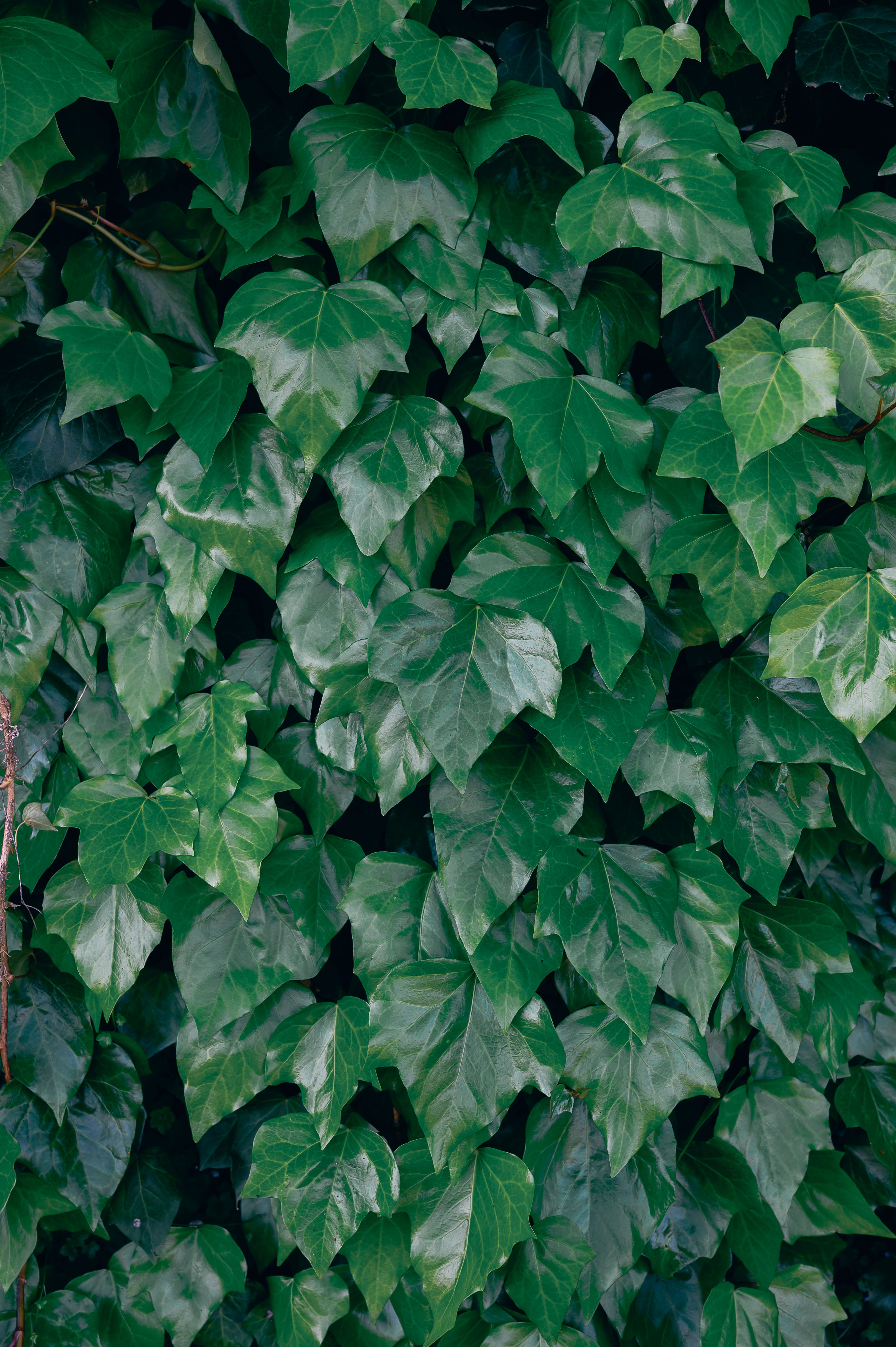fargesia robusta campbell schneiden Bambus Campbell (Fargesia robusta 'Campbell') | 150-175 cm im Topf