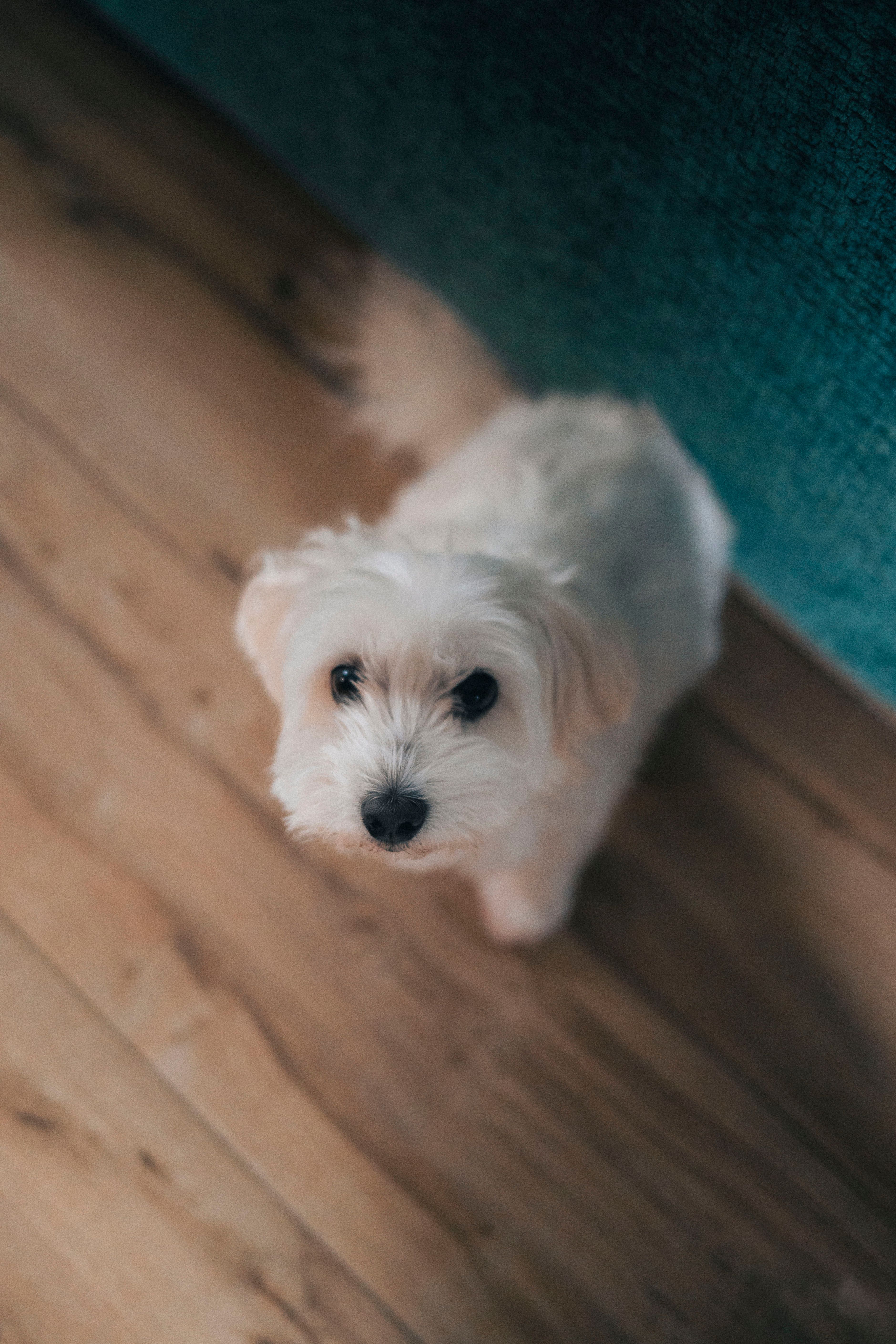 Maltese