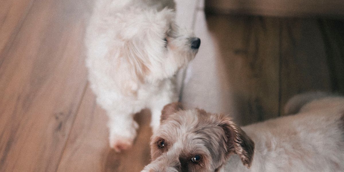 フローリングでくつろぐ2匹の小型犬