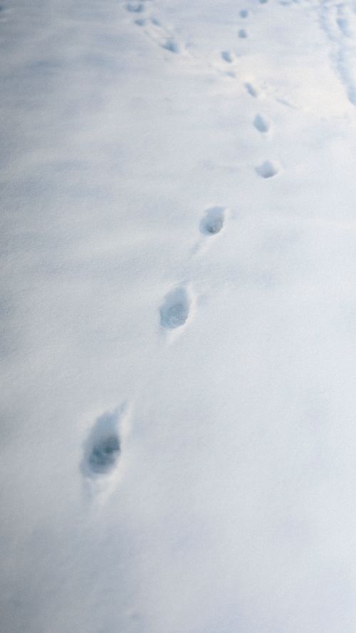 Free Tranquil scene of footprints leading through fresh, untouched snow, evoking a sense of solitude and exploration. Stock Photo