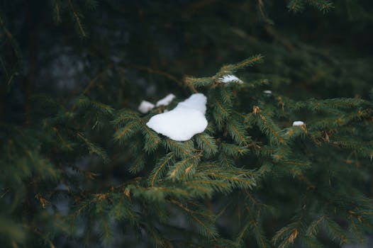 Detailed view of snow resting on lush green pine branches during winter.