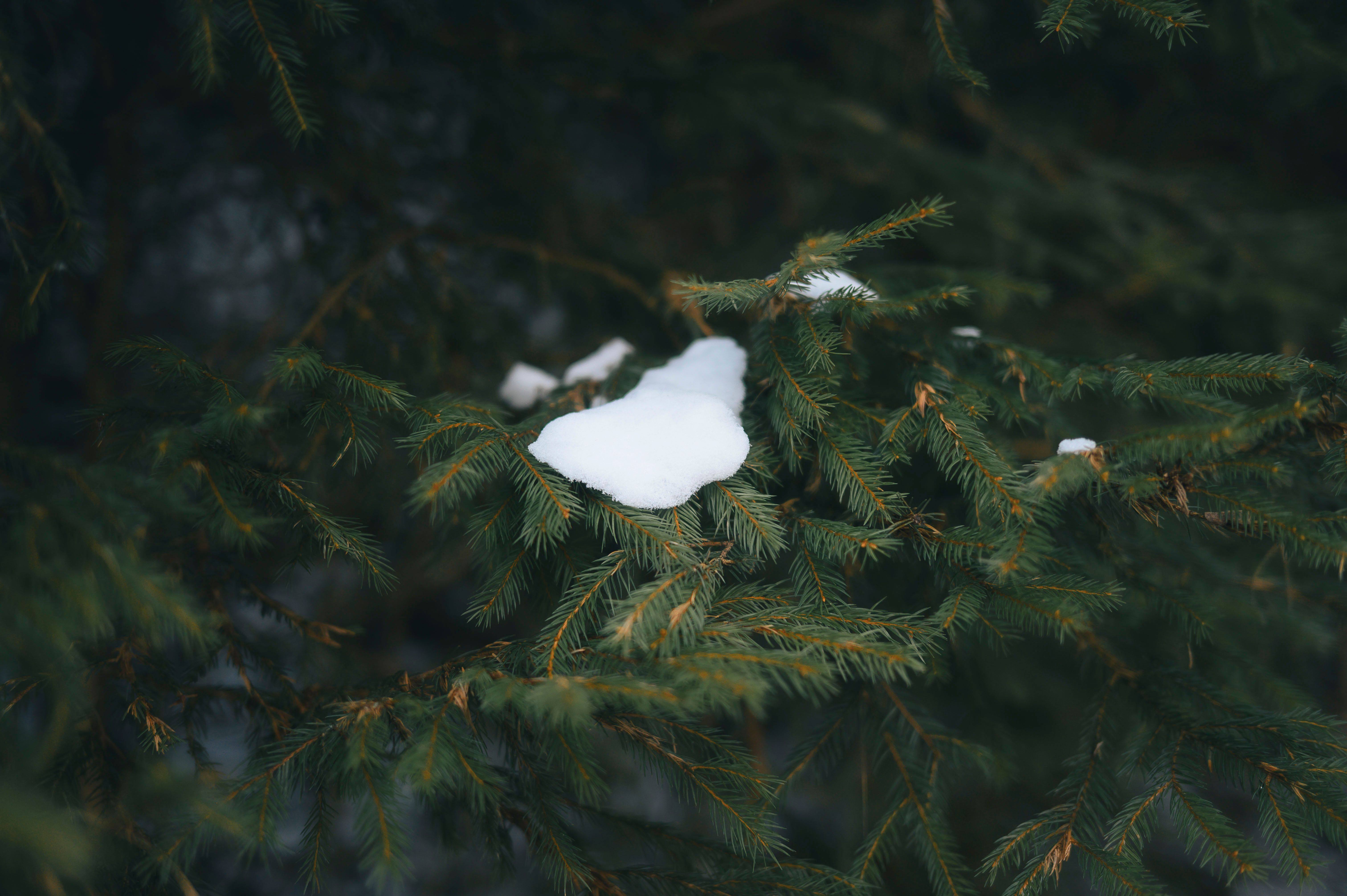 Close-up of Snow on Pine Tree Branches · Free Stock Photo