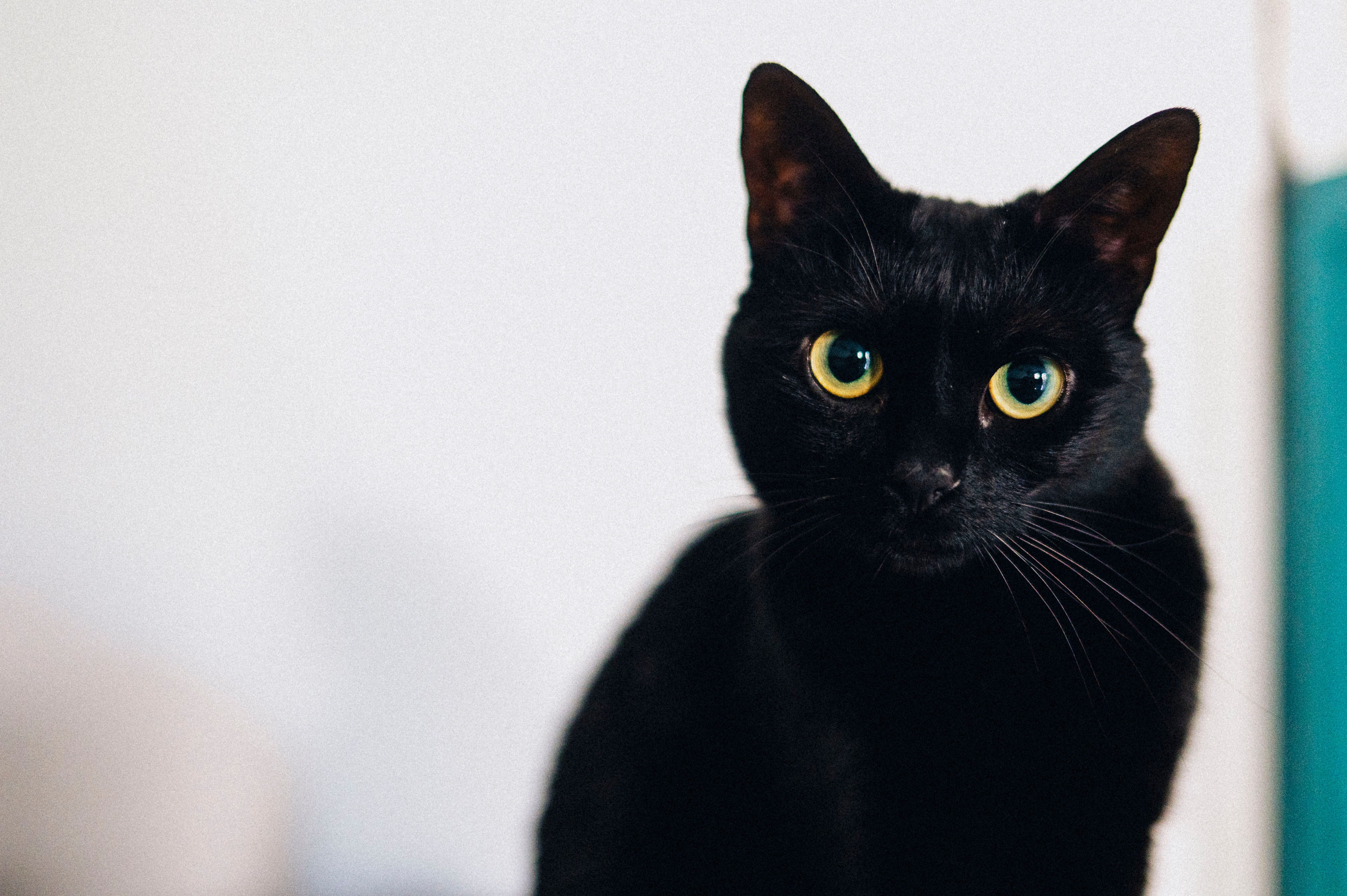 pet technology contact — Photo by Diana ✨ on Pexels