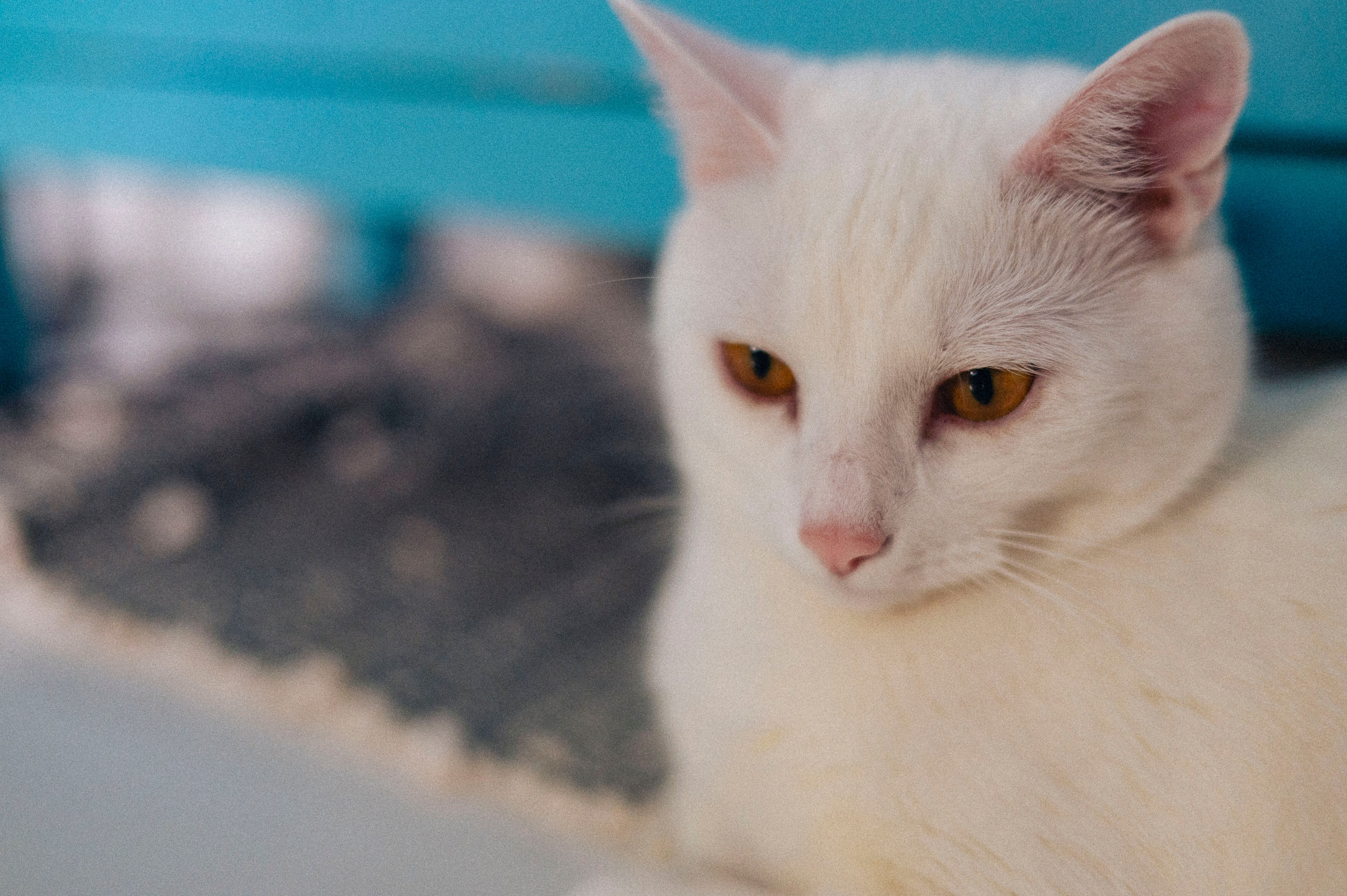 Portrait of a cat at a veterinary clinic