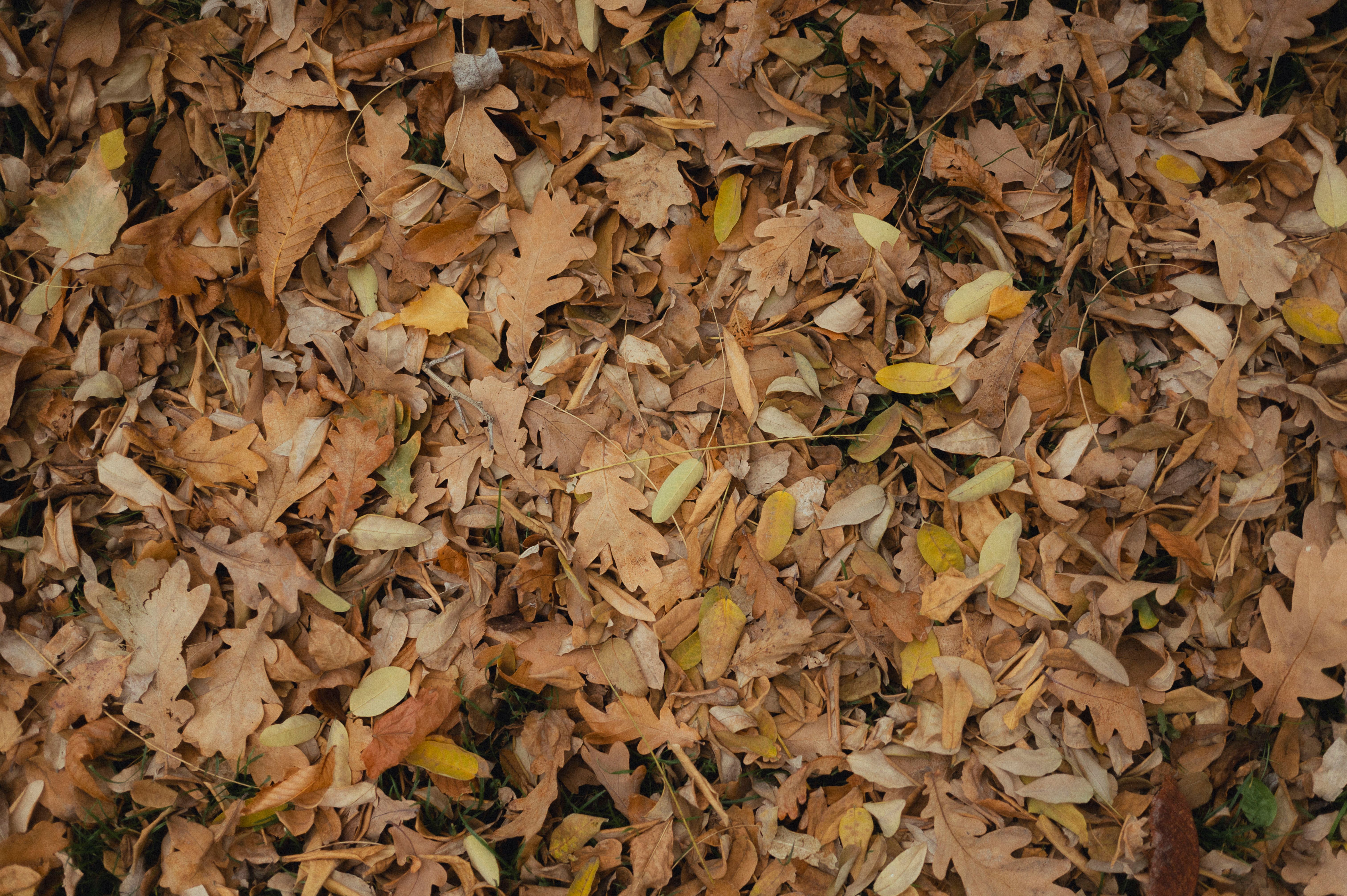 Herbstlaub und Gartenreinigung