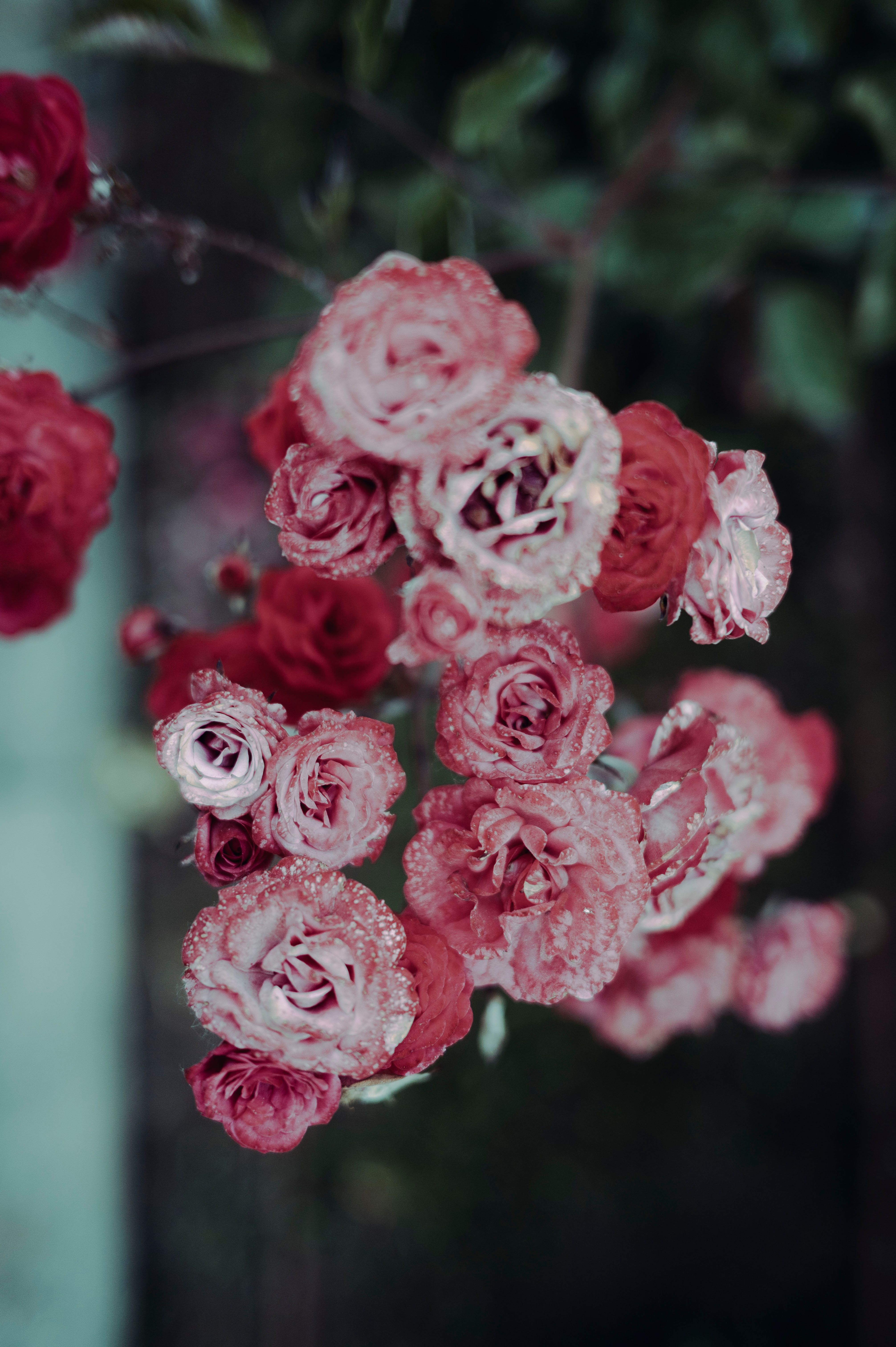 [ColoSach]-close-up-of-dewy-pink-roses-capturing-natural-beauty-with-a-soft-focus-background.