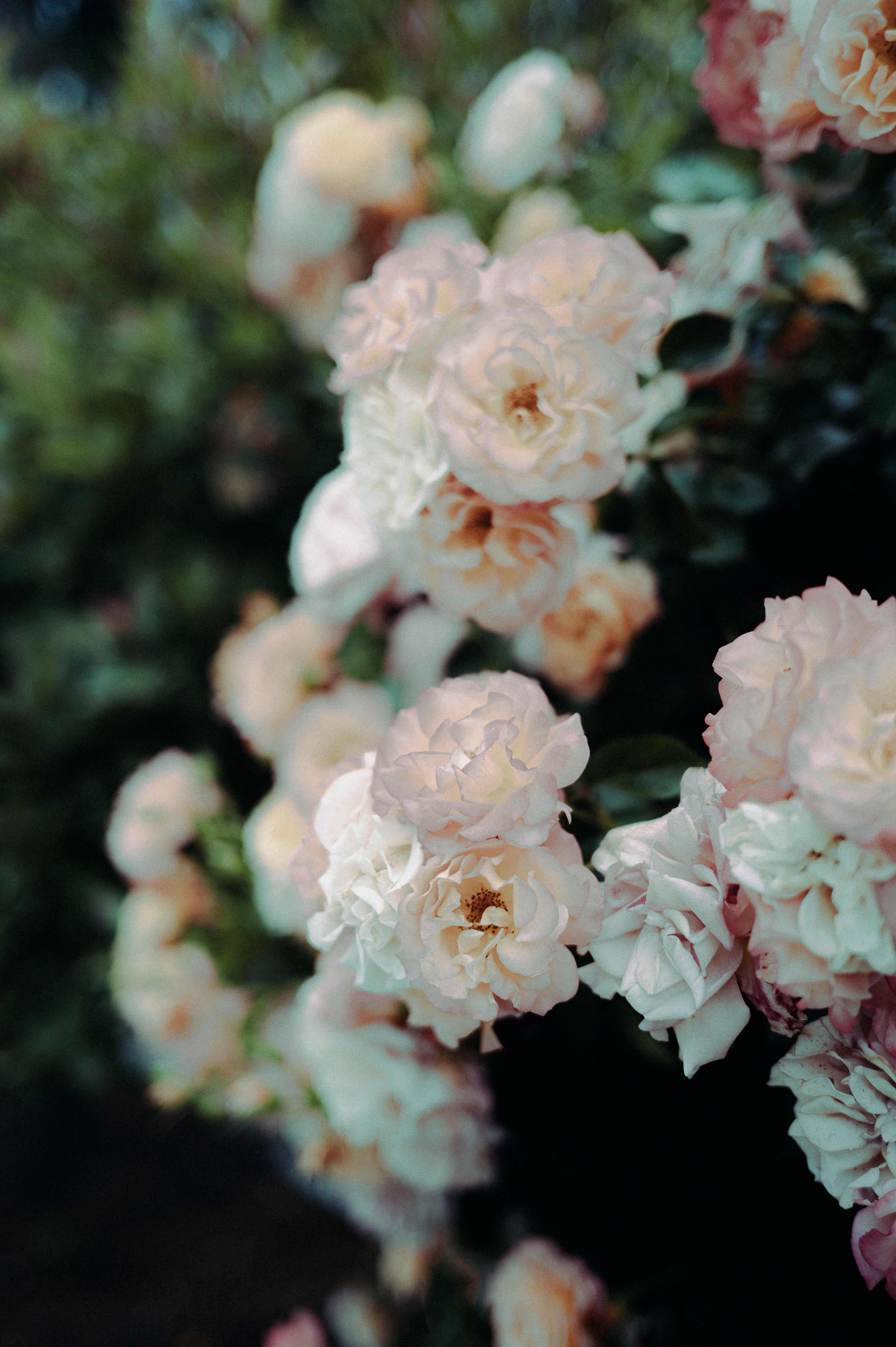 [ColoSach]-a-close-up-of-delicate-pink-roses-blooming-vibrantly-on-a-lush-green-bush,-capturing-nature's-beauty.
