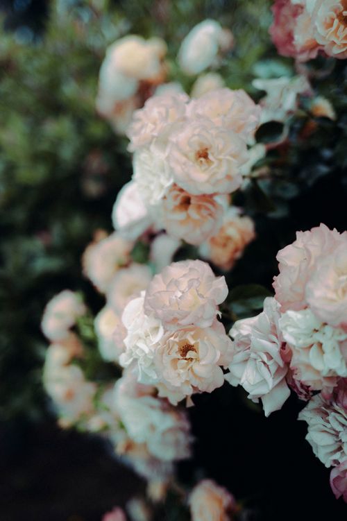 Free A close-up of delicate pink roses blooming vibrantly on a lush green bush, capturing nature's beauty. Stock Photo