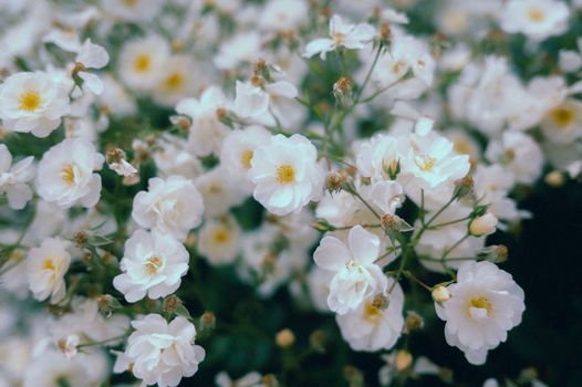 Beautiful white blossoms in full bloom with soft focus effect, capturing nature's elegance.