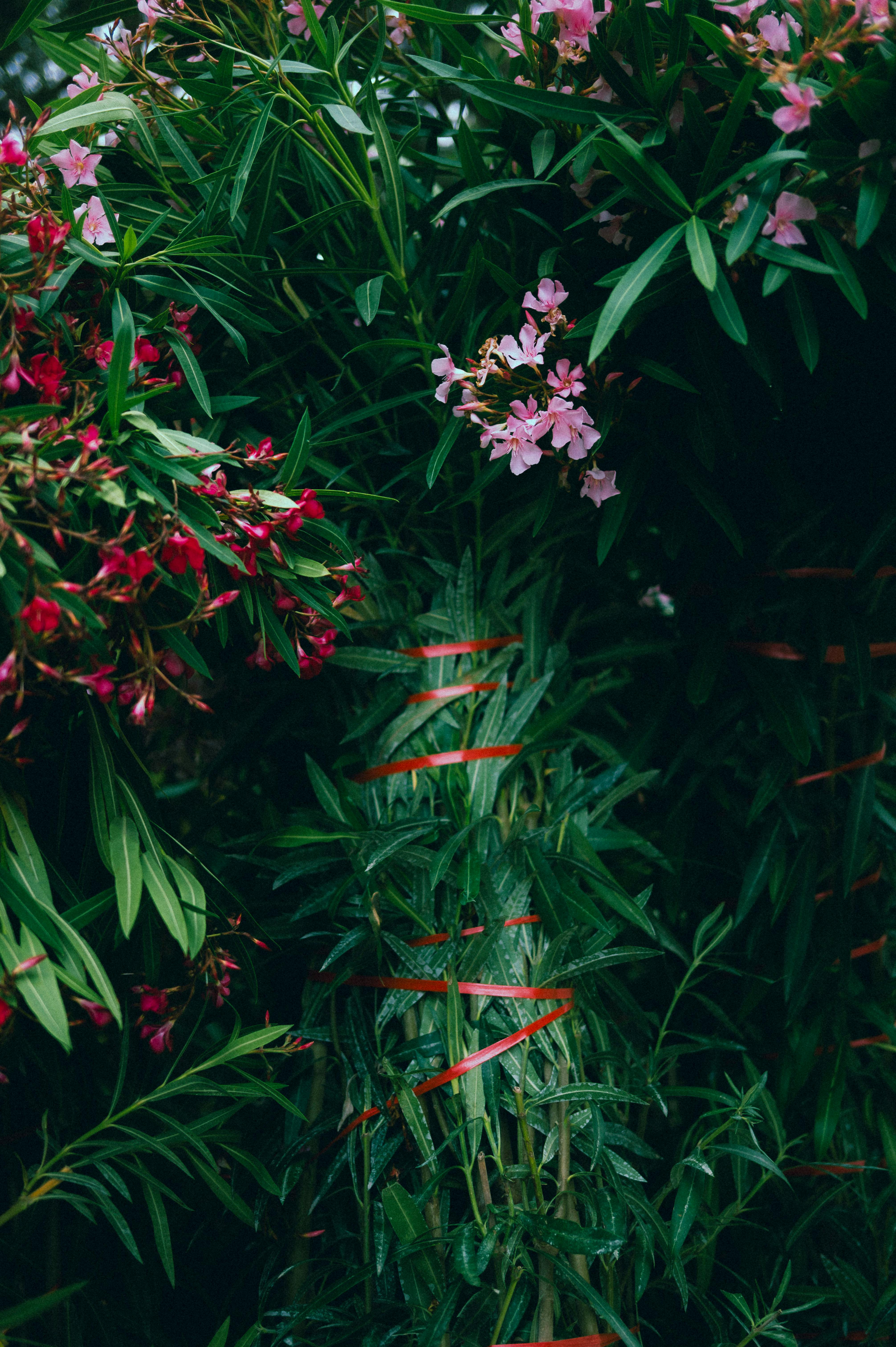 [ColoSach]-close-up-of-vivid-pink-and-red-oleander-flowers-surrounded-by-lush-green-leaves-in-natural-light.