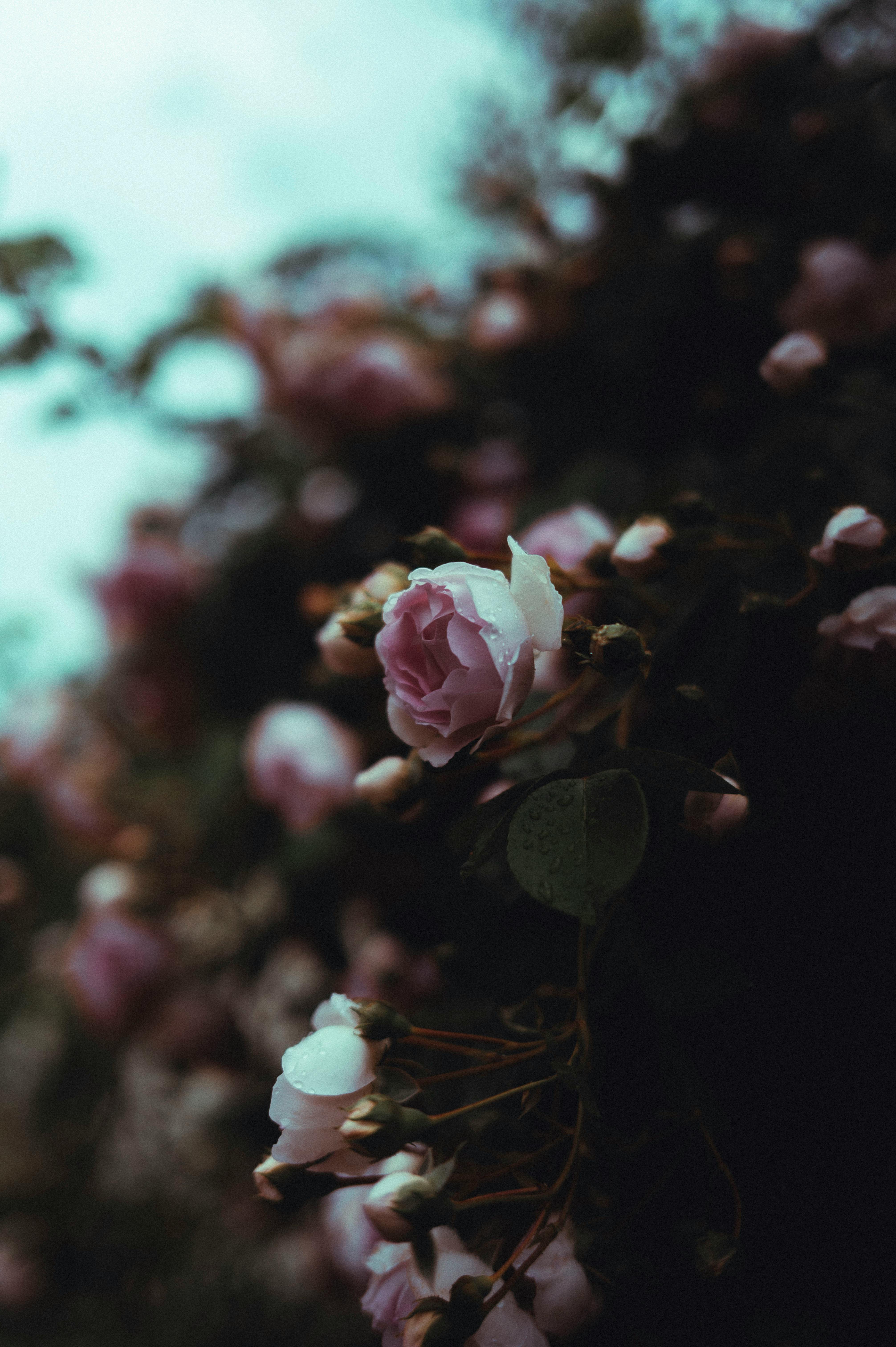 [ColoSach]-a-close-up-of-delicate-pink-roses-with-a-dark,-moody-background-in-natural-light.