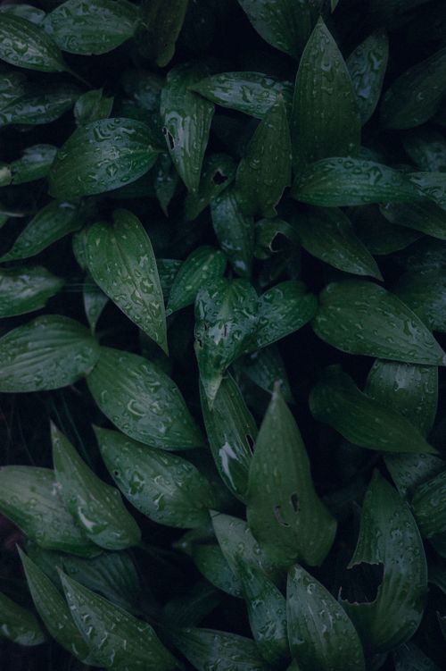 Free Detailed view of green leaves covered with raindrops, highlighting natural textures Stock Photo