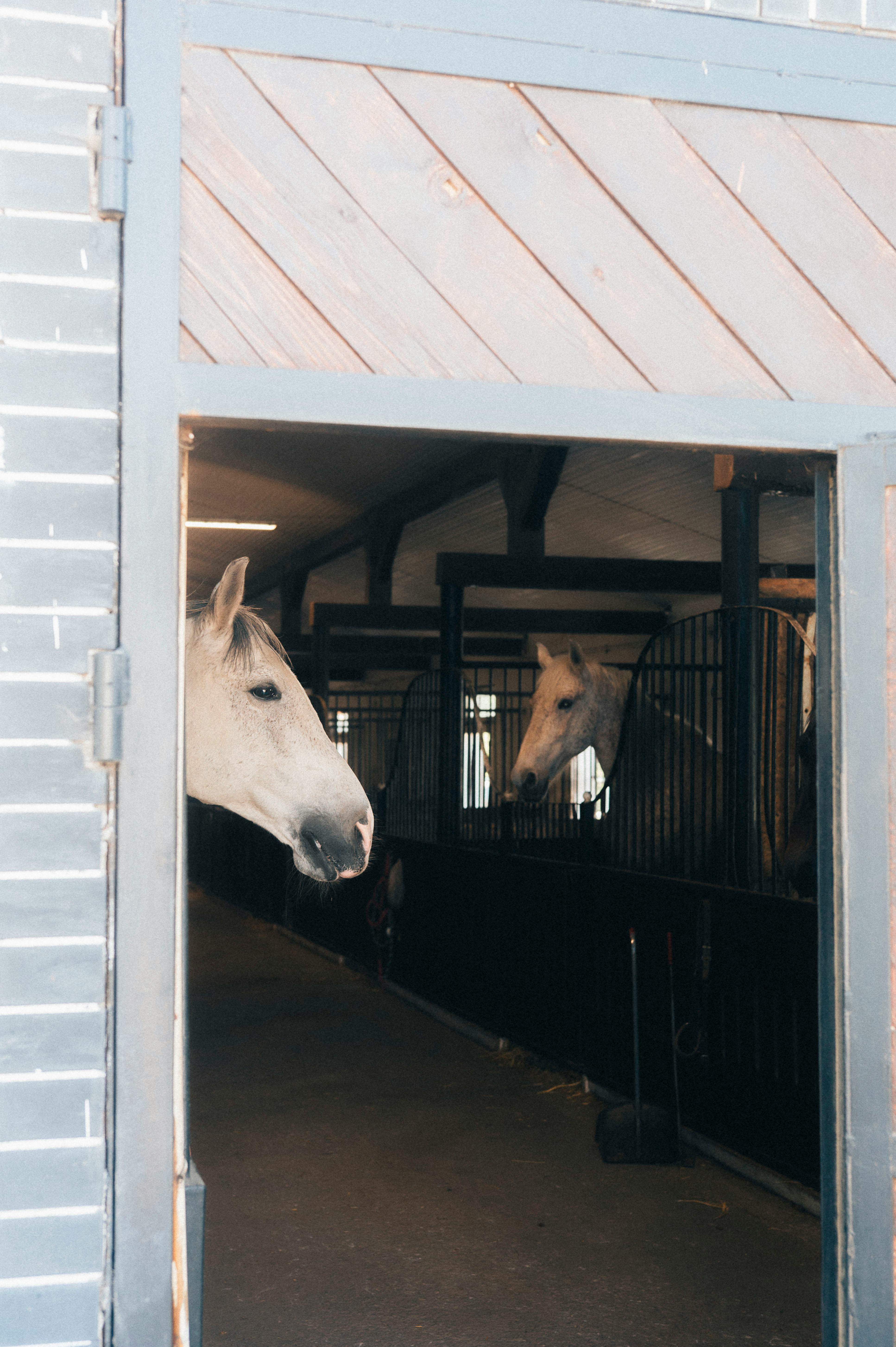 Two white horses peek out from their stalls in a sunlit stable, creating a serene rural scene.