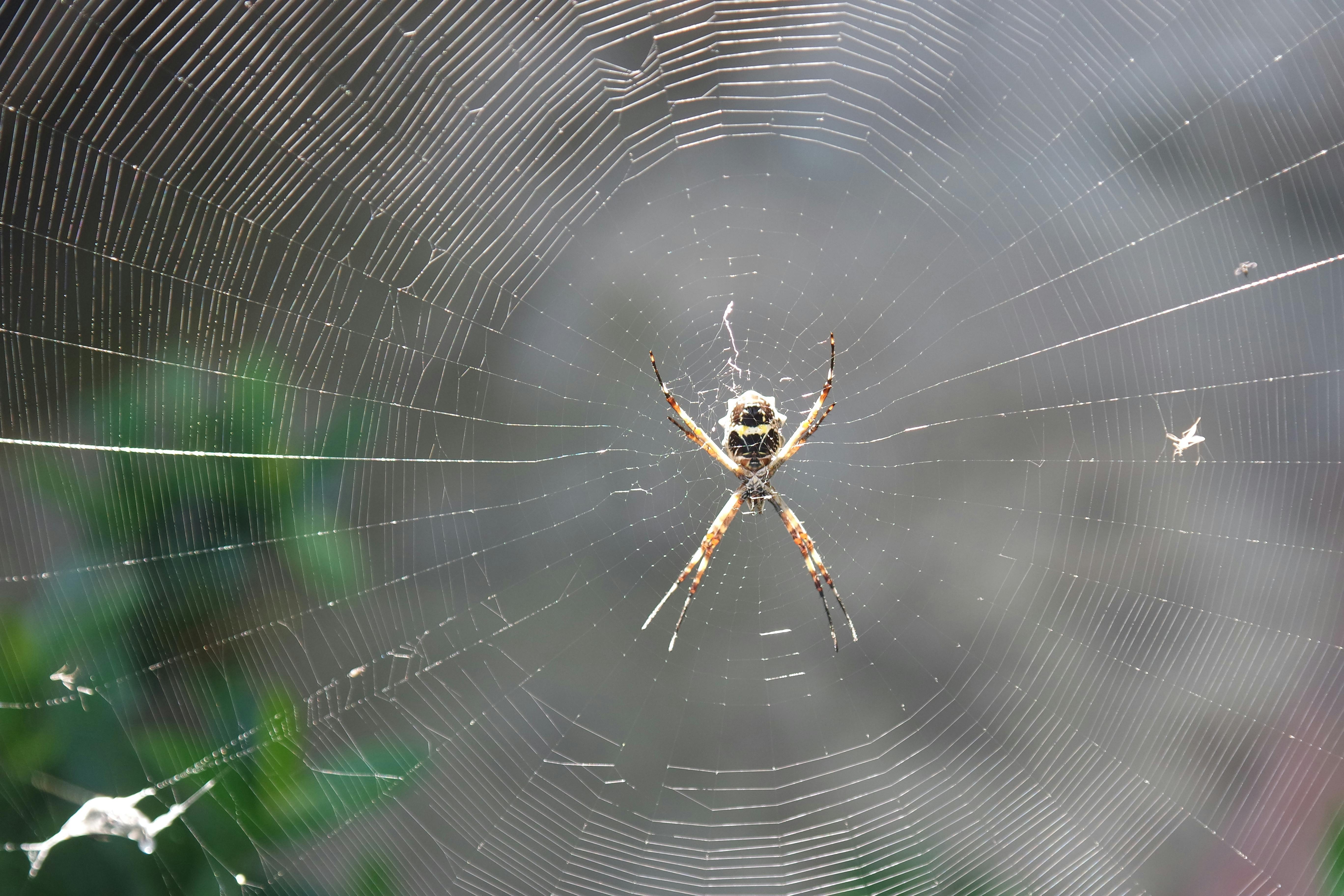 pexels-photo-35383461.jpeg?auto=compress&cs=tinysrgb&h=650&w=940