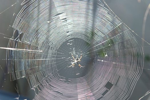 Close-up of a garden spider on its web in Palmas, Brazil, capturing intricate details.