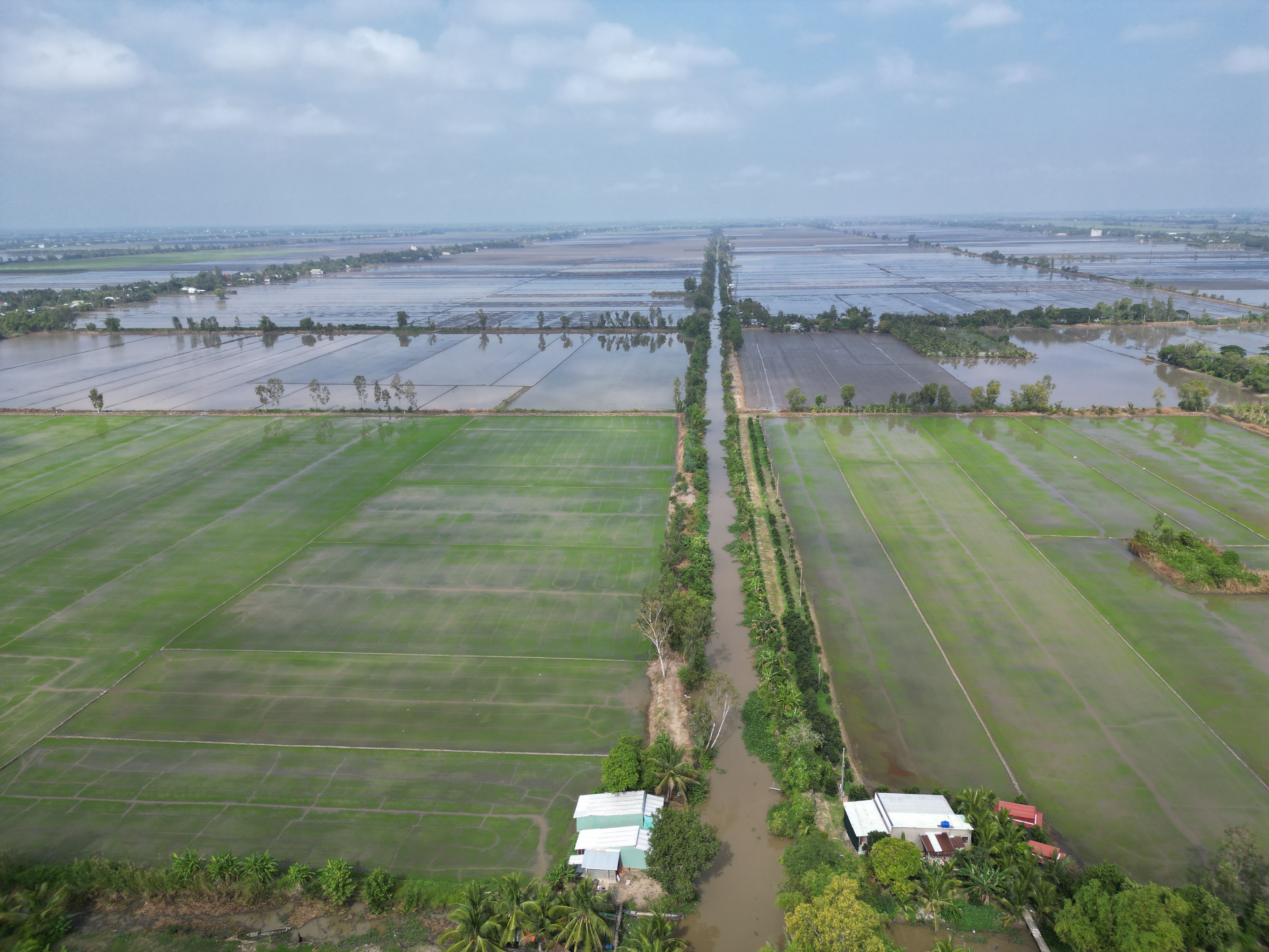 Aerial View of Lush Rice Fields in Vietnam · Free Stock Photo