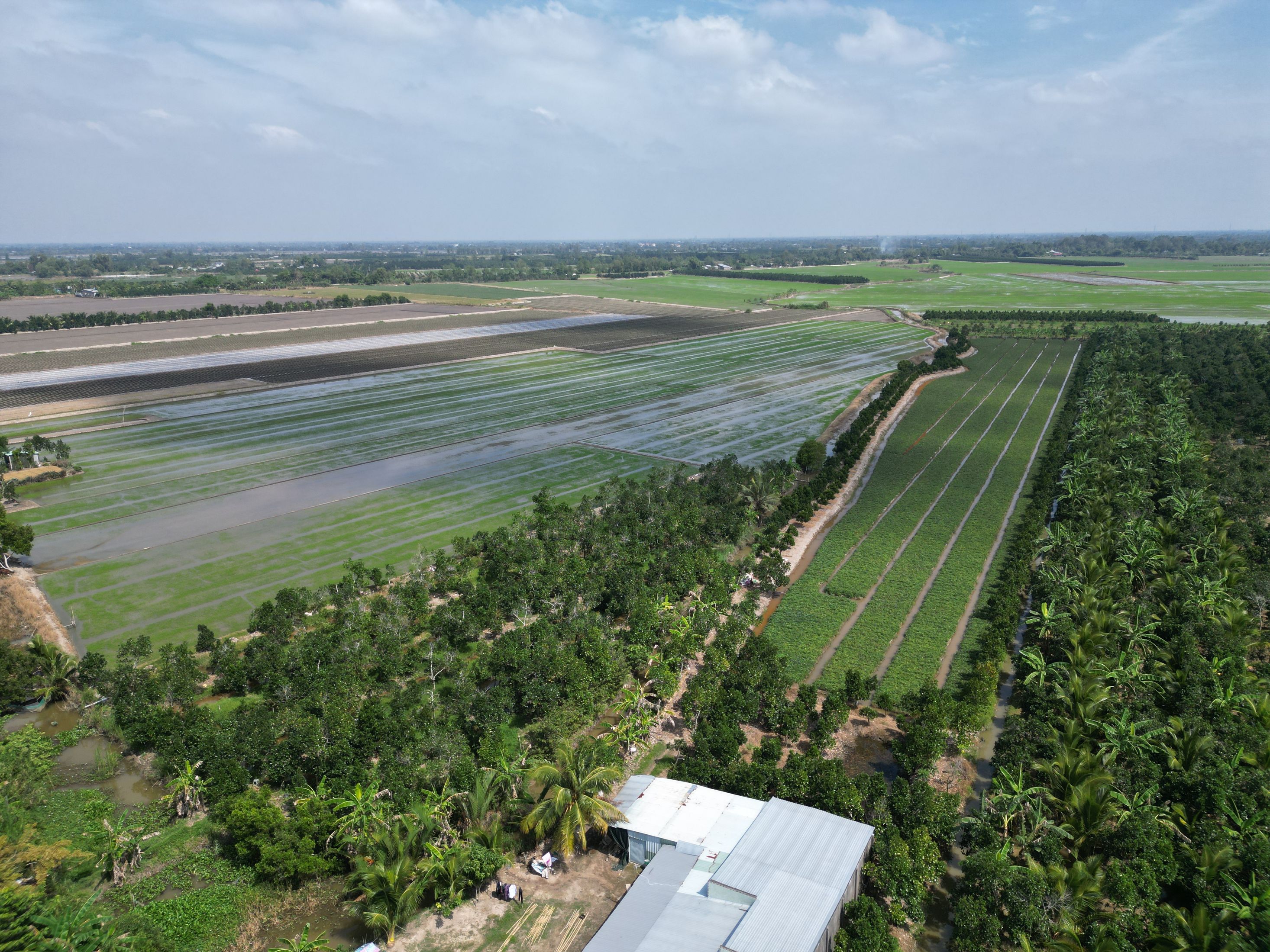 Aerial view of the green Gangetic delta farmland in West Bengal's mango belt