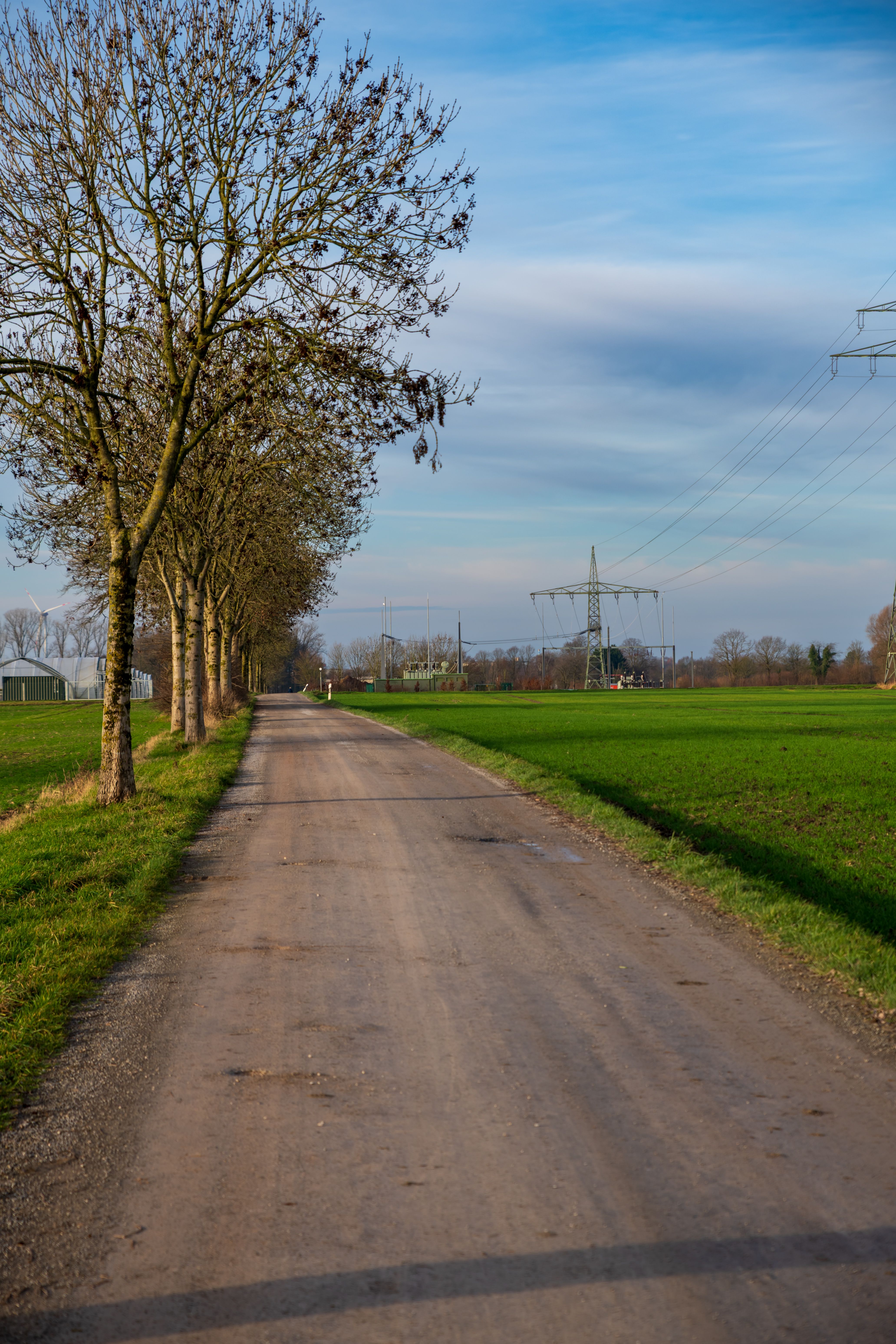 Scenic Country Road with Lined Trees · Free Stock Photo