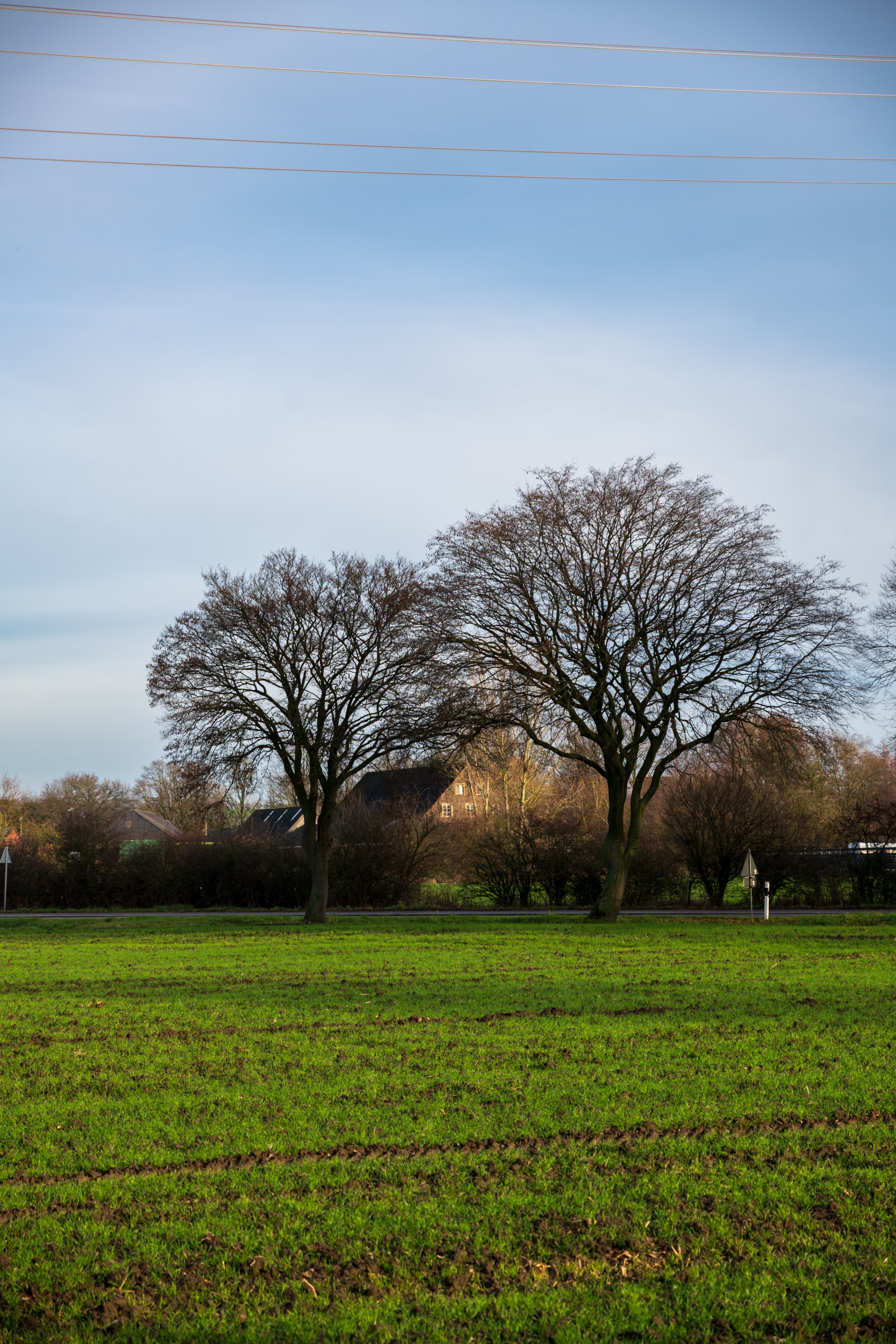 Scenic Rural Landscape with Bare Trees · Free Stock Photo
