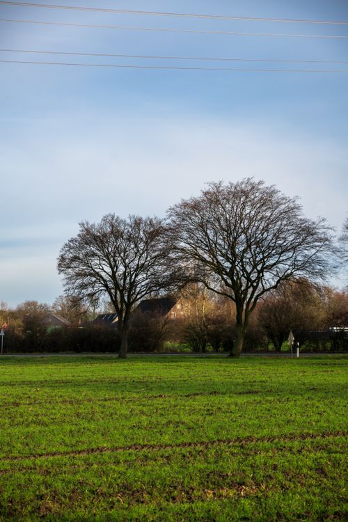 Deep Rural Area Trees Scenic Rural Landscape with Bare Trees · Free Stock Photo