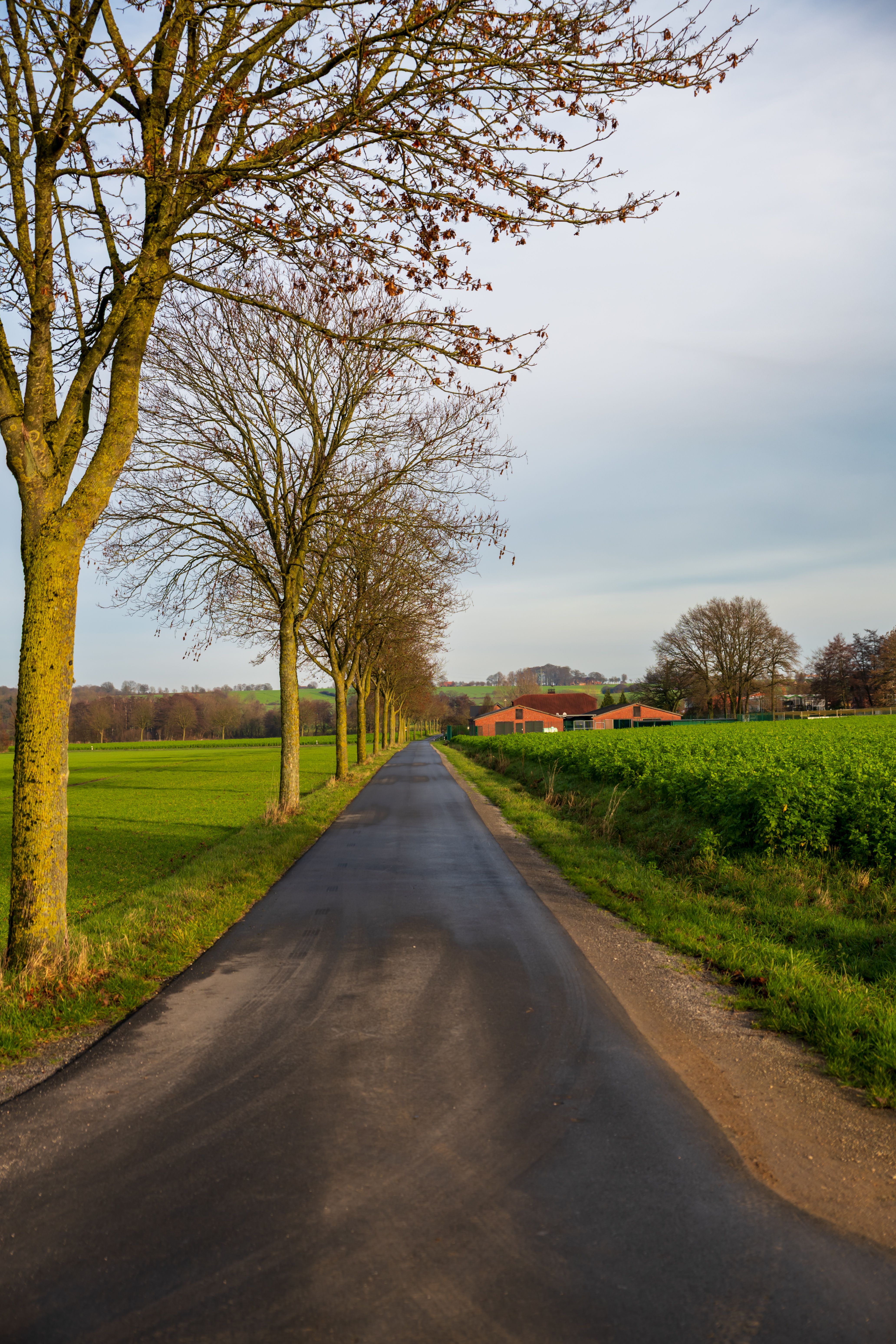 Scenic Country Road with Lined Trees · Free Stock Photo