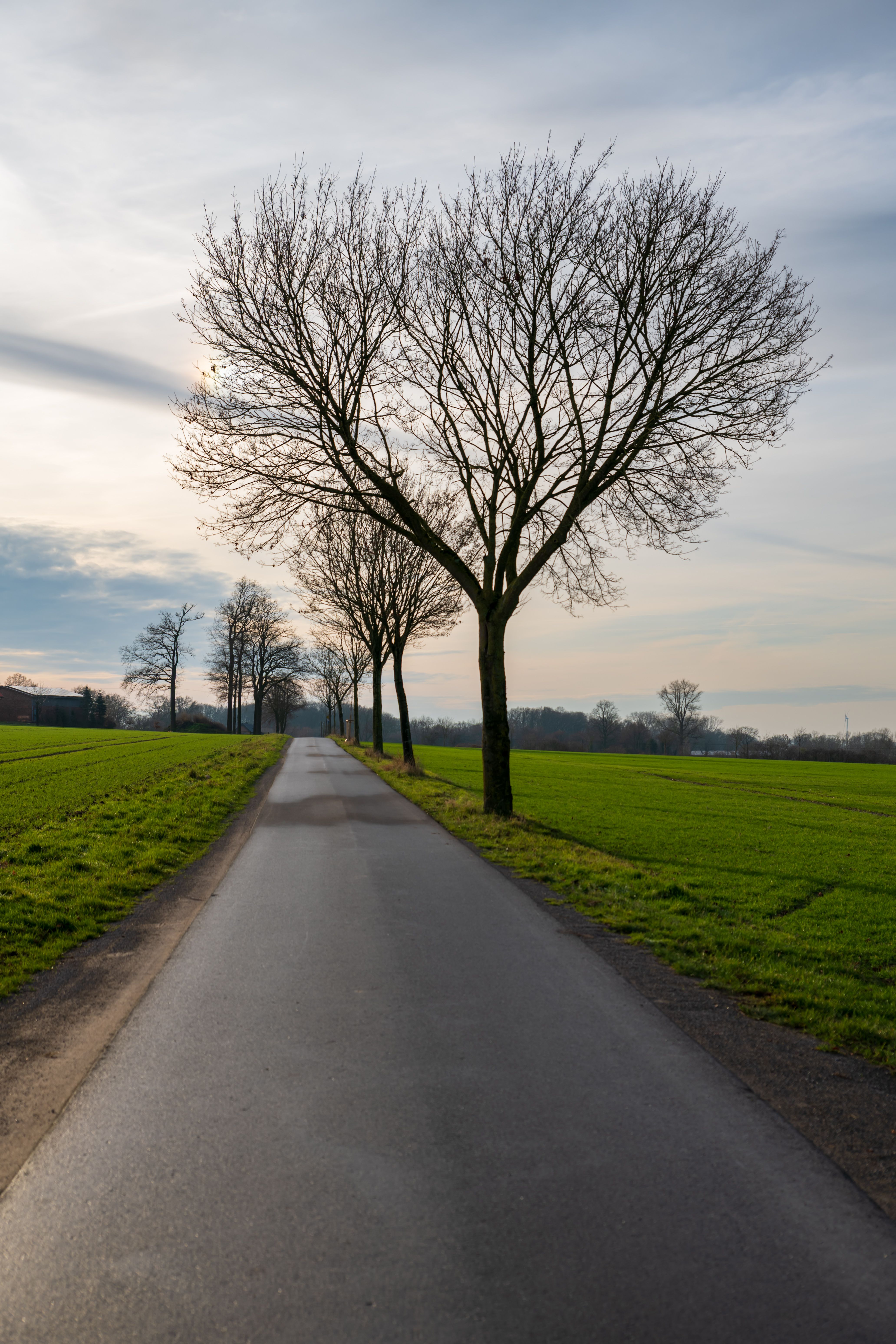 Serene Country Road Lined with Bare Trees · Free Stock Photo
