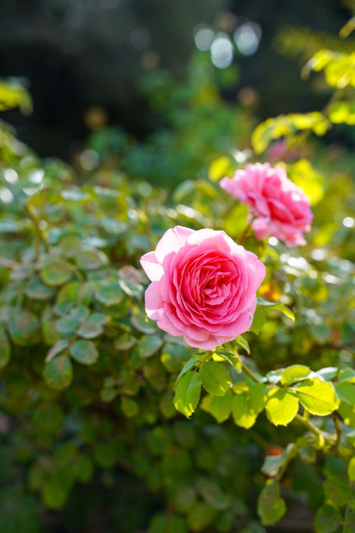 Free Close-up of blooming pink roses in a sunlit garden, surrounded by fresh green foliage. Stock Photo