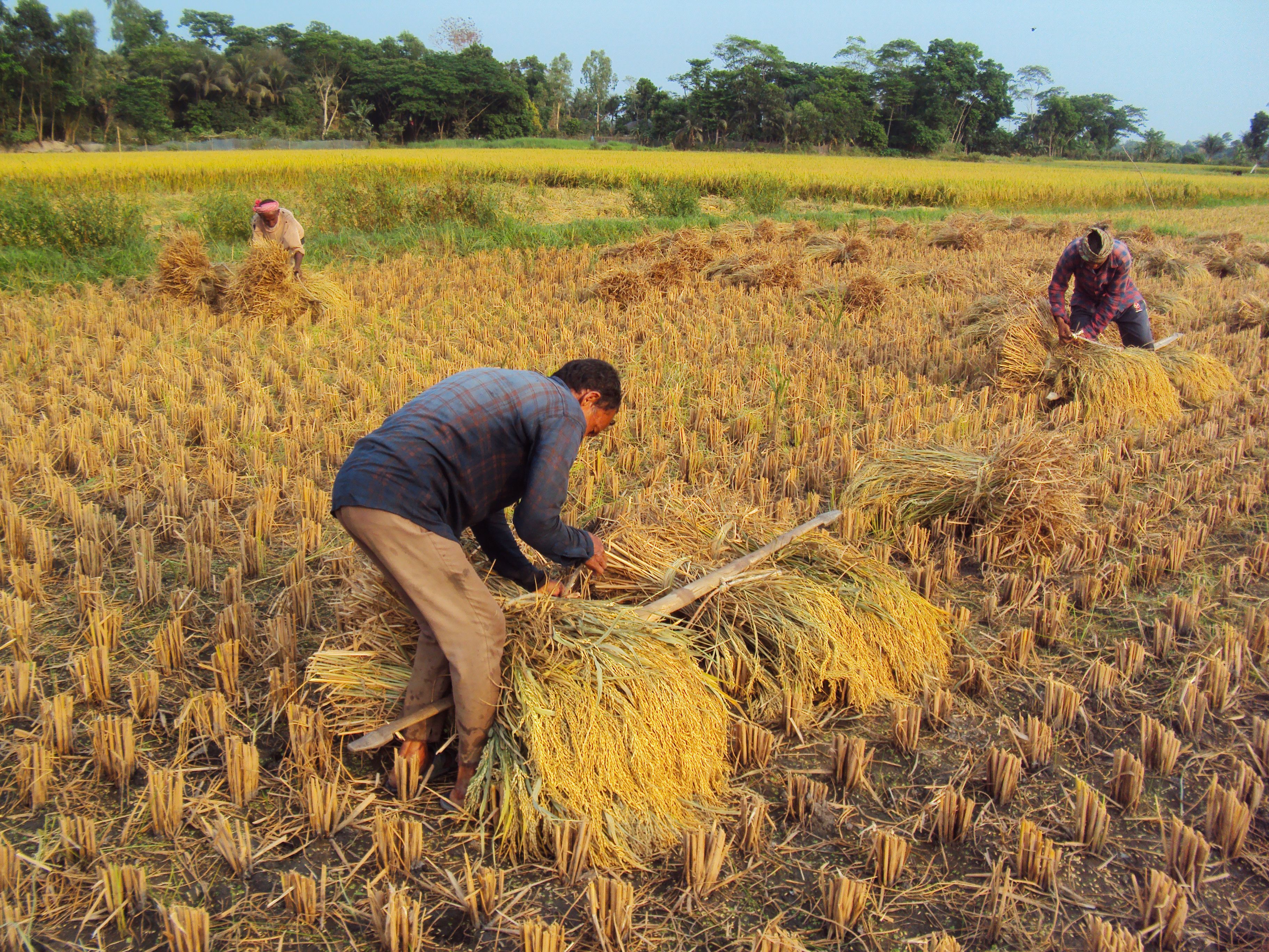 Farmers Harvesting Rice in Bangladeshi Field · Free Stock Photo