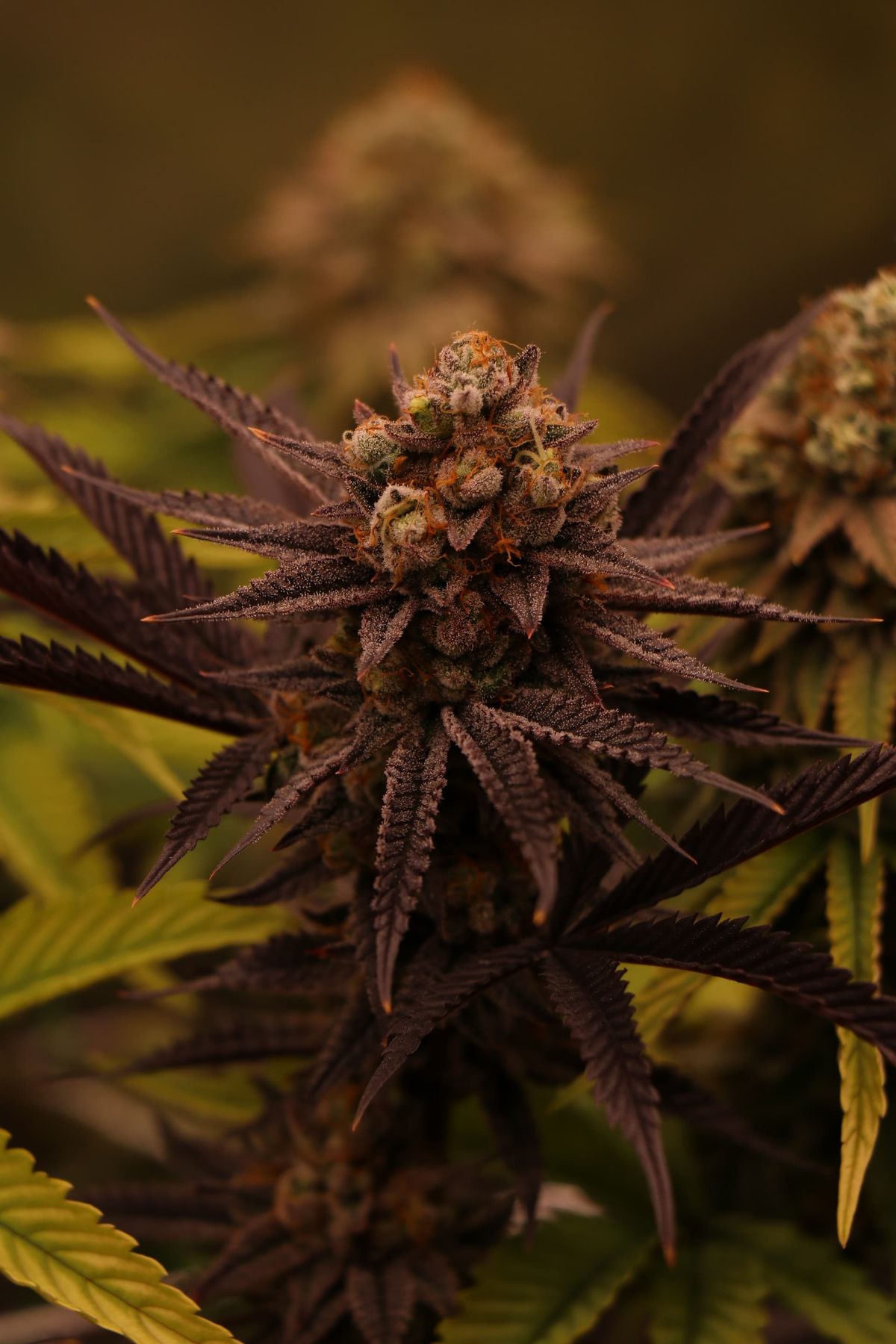 Bluehende Cannabispflanze mit ausgebildeten aromatischen Bluetenstaenden