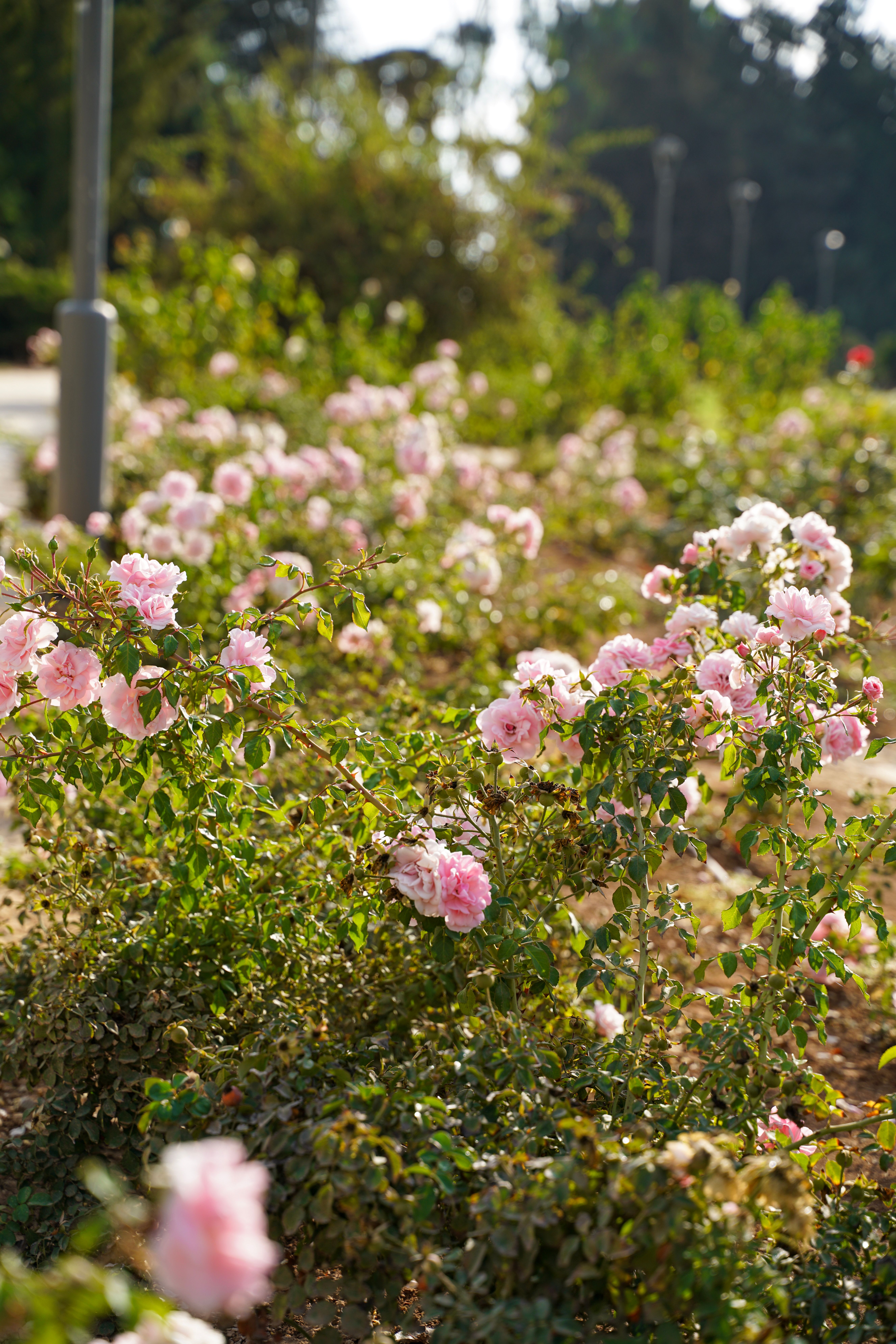 Beautiful Pink Rose Garden in Full Bloom Outdoors · Free Stock Photo