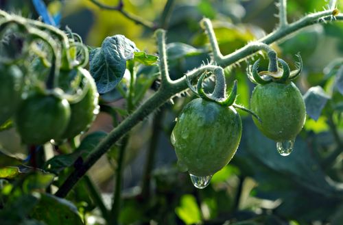 Free Close-up of green tomatoes with dew drops on a vine, captured in natural morning light. Stock Photo