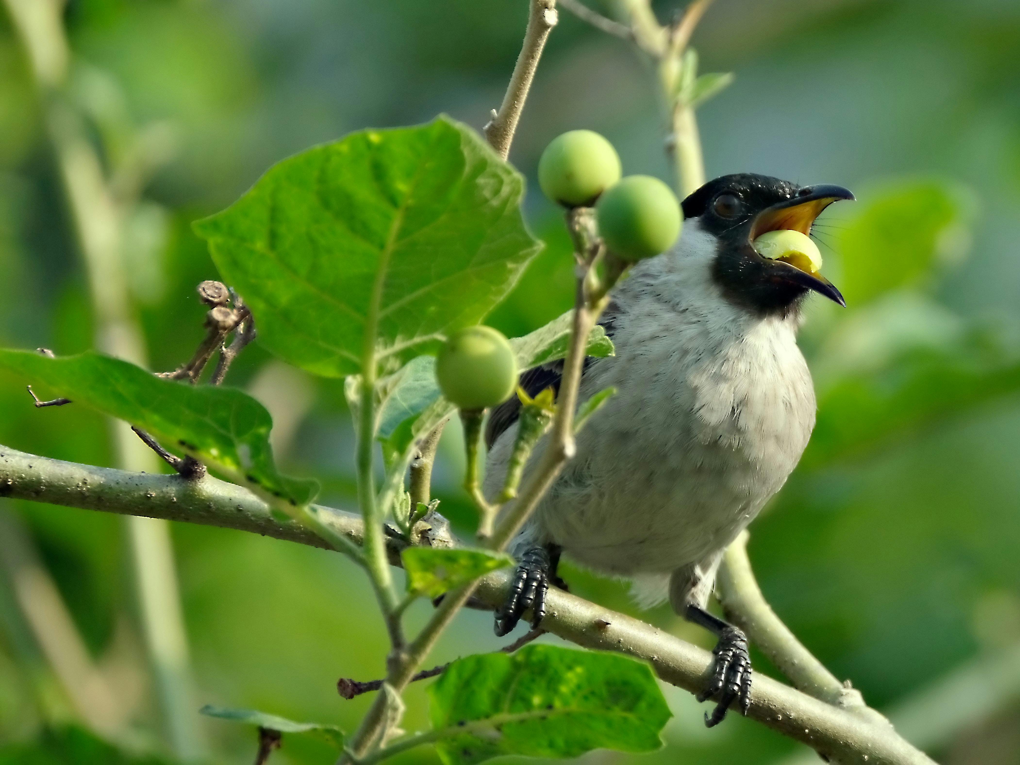 Bears’ NFC North Win Sends Feeds Into Overdrive - Here’s How to Capitalize (Smartly)