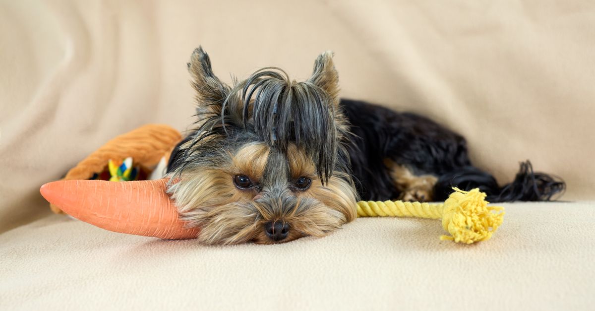 DIY Pet Toys You Can Make at Home