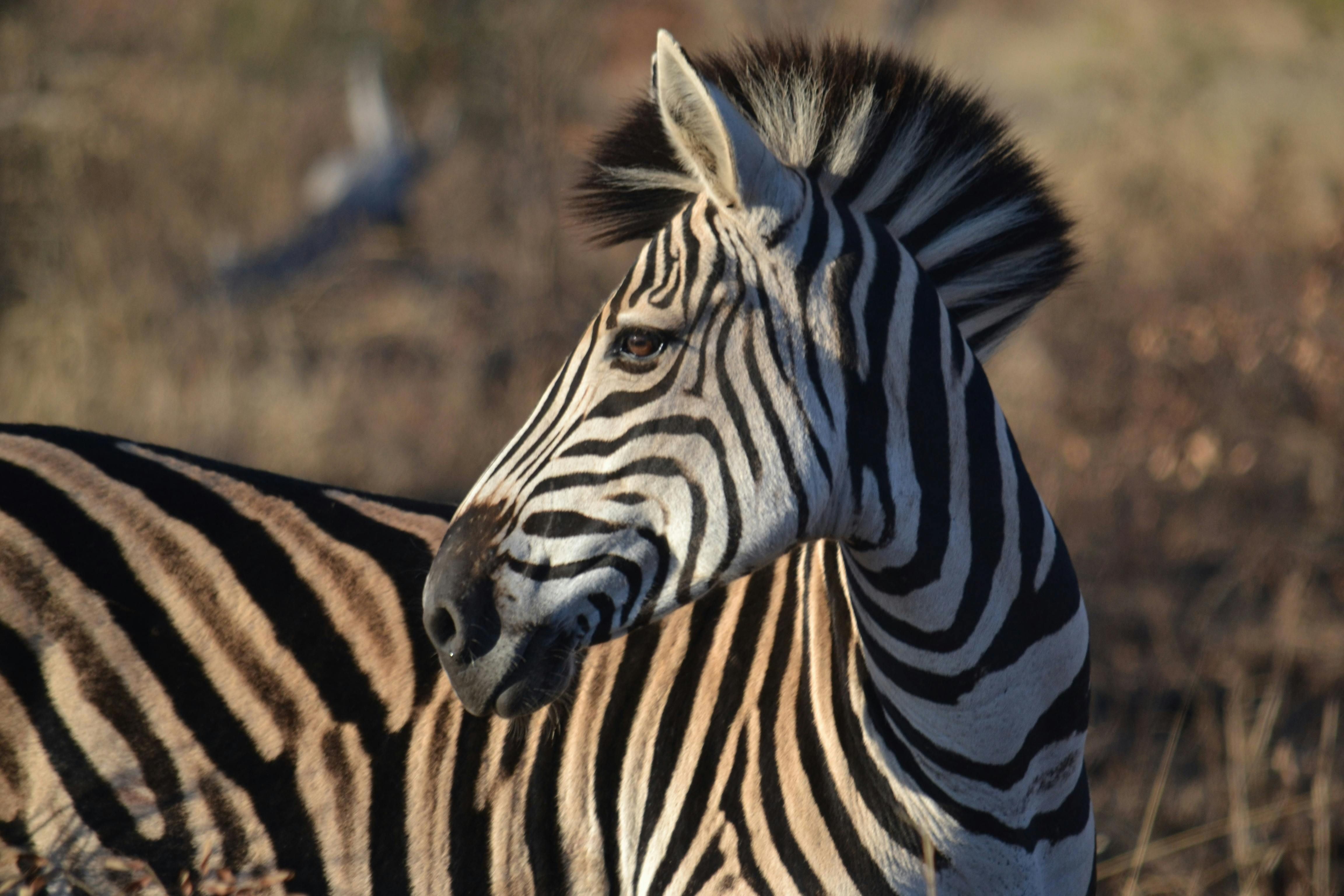 Close-Up of Plains Zebra in Natural Habitat · Free Stock Photo
