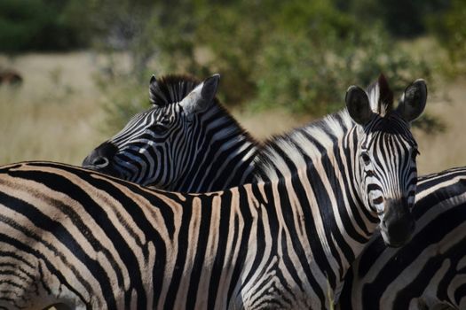 Close-up of zebras grazing in the wild during a sunny day on safari, showcasing their striking stripes.
