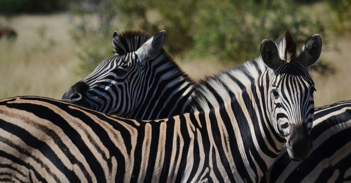 Zebra Ref Zebras in a Natural Habitat, Wild Safari Scene · Free Stock Photo