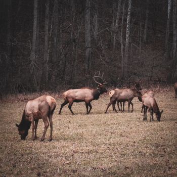 State Wildlife Agency Regulations