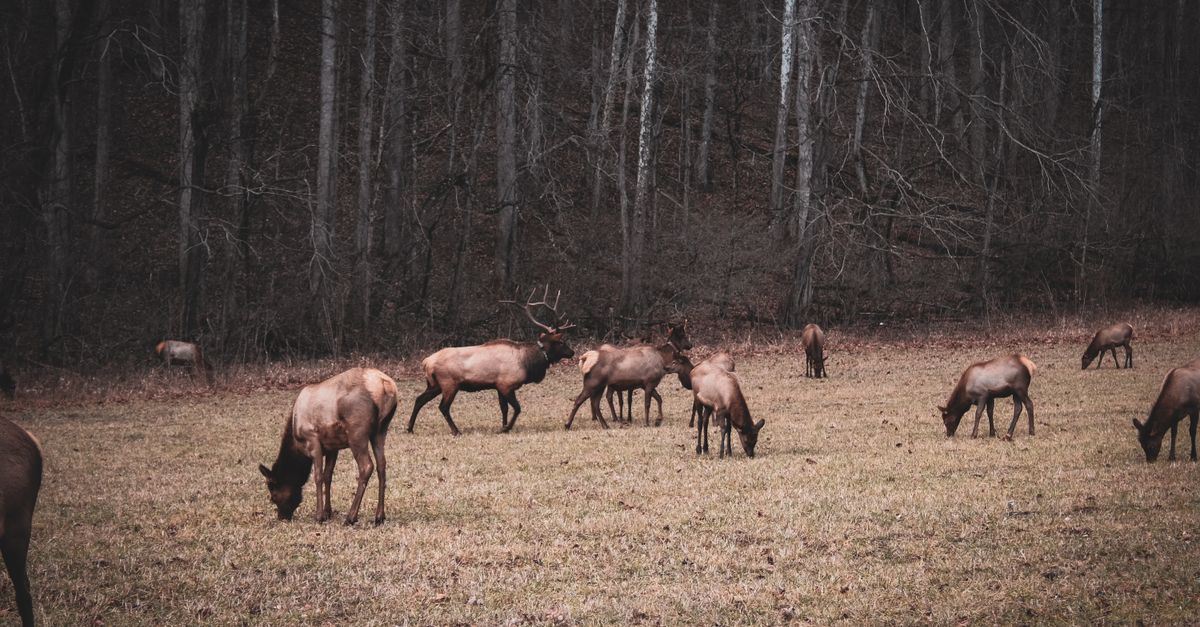 A group of elk grazing in a tranquil forest setting in the Smoky Mountains.
