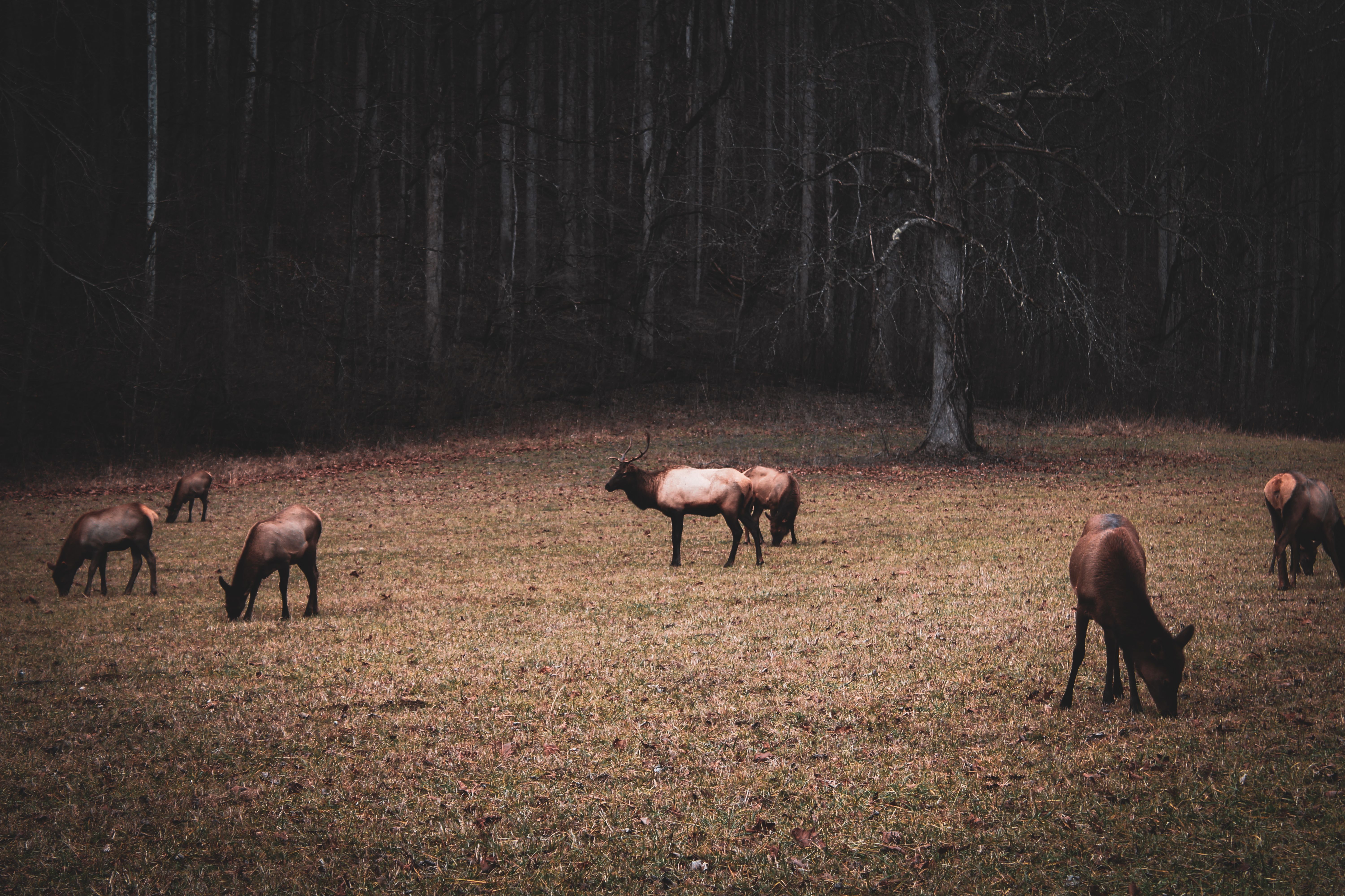 animals considered property us